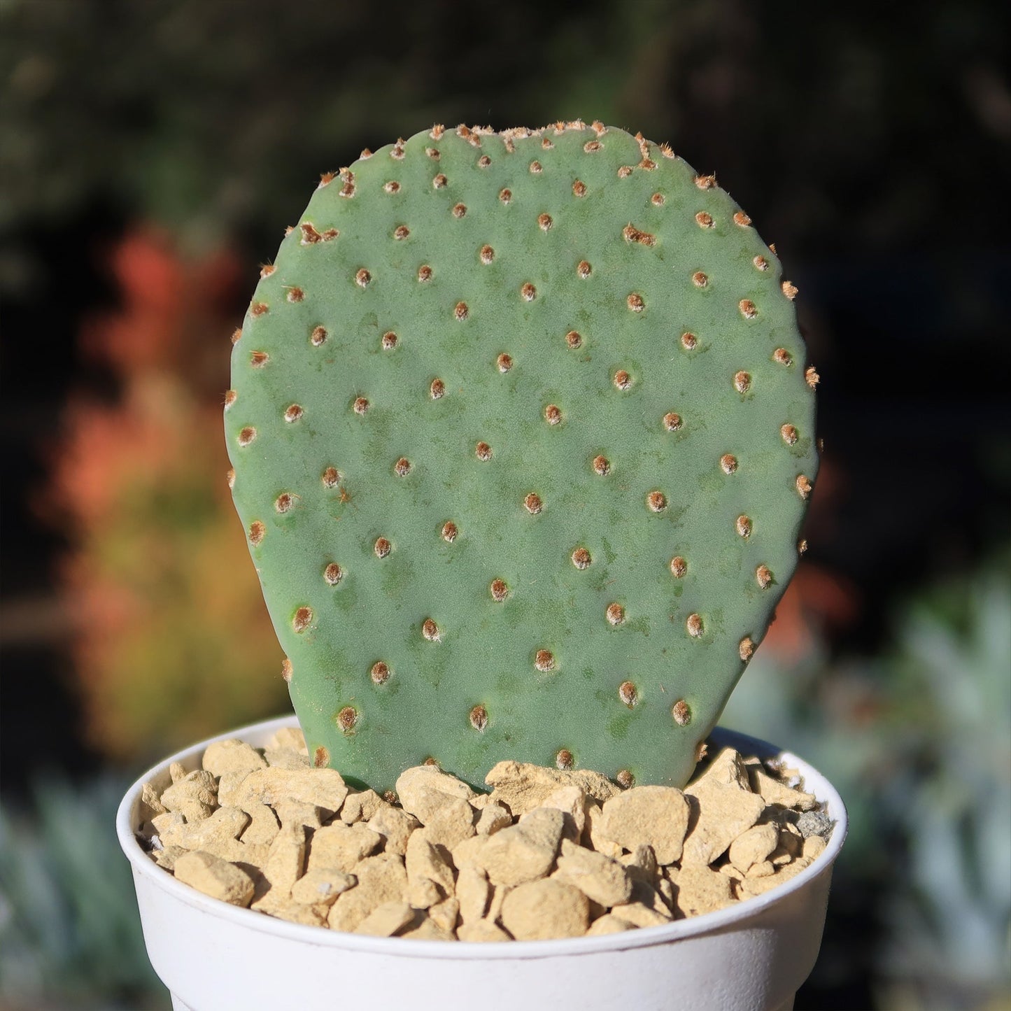 Beavertail Cactus 'Opuntia basilaris'