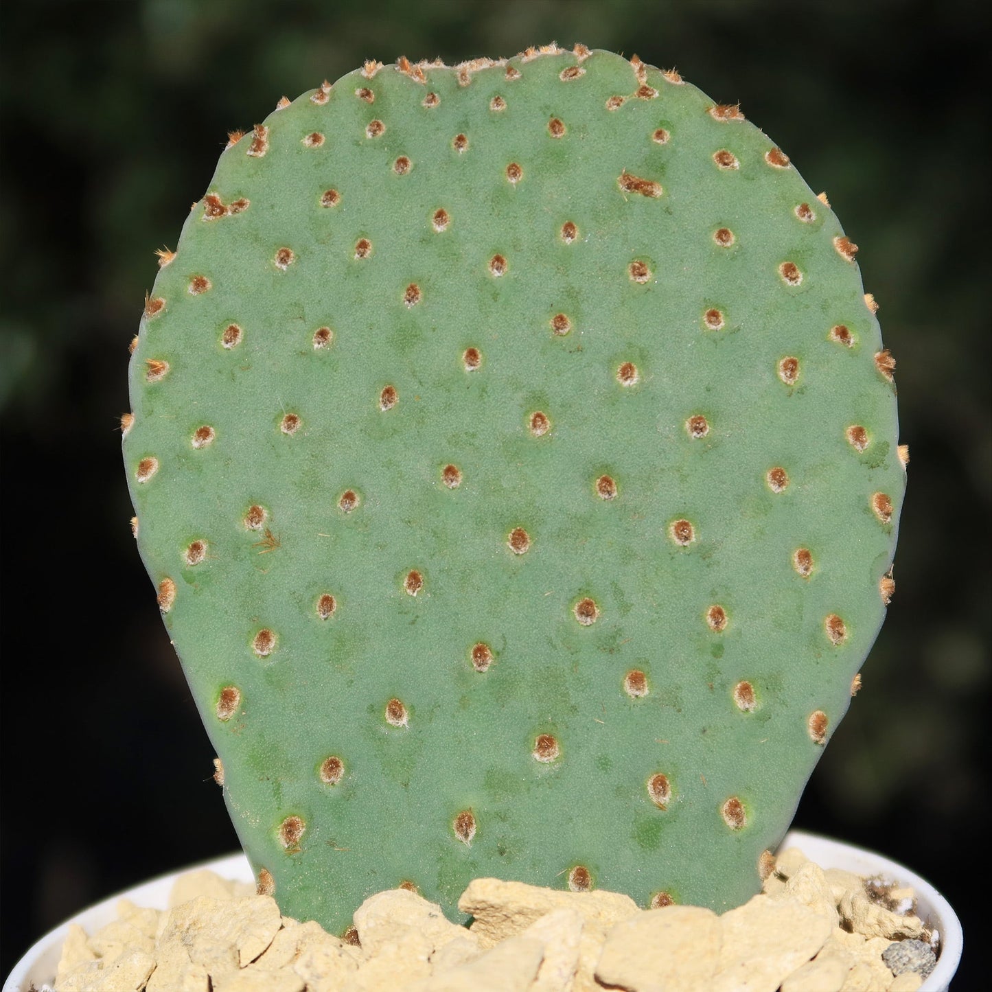 Beavertail Cactus 'Opuntia basilaris'