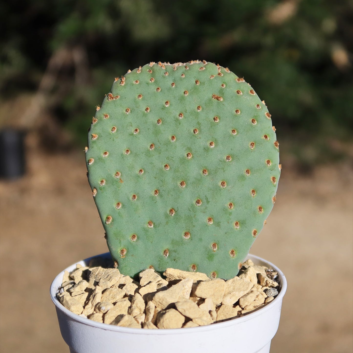 Beavertail Cactus 'Opuntia basilaris'