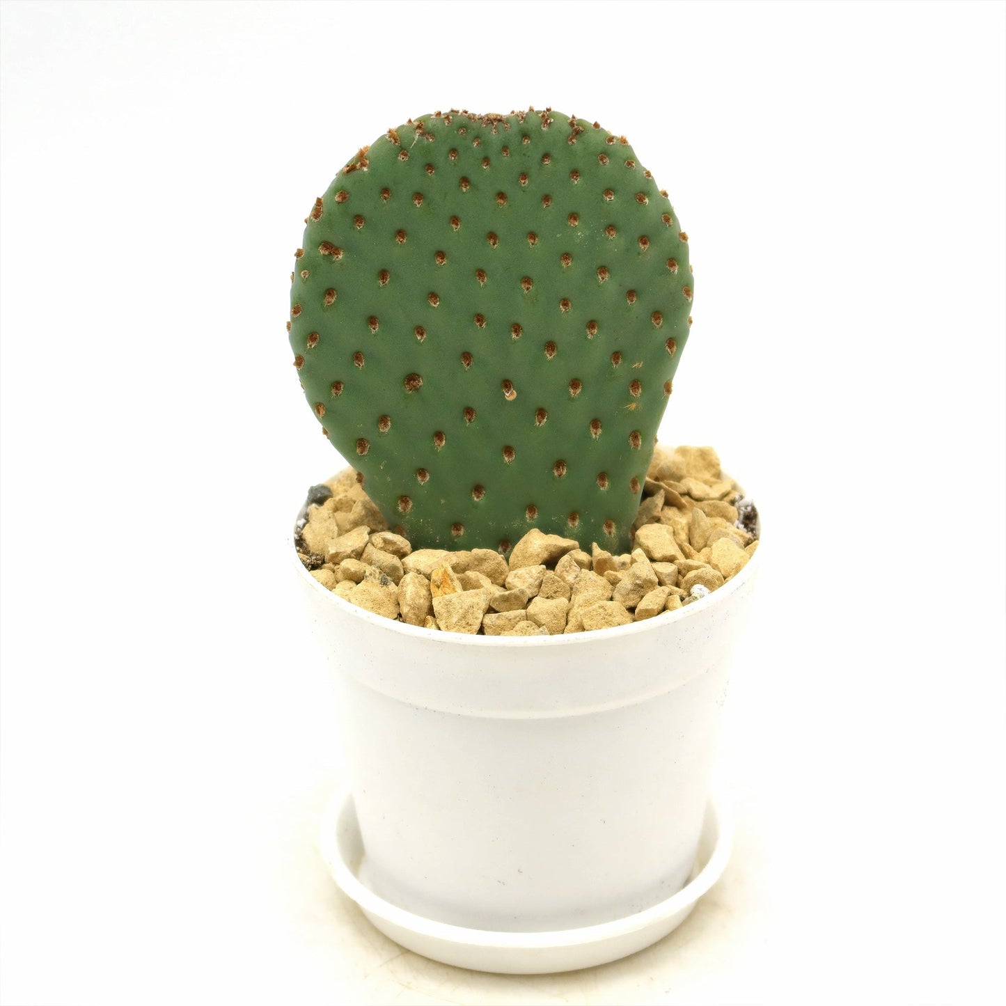 Beavertail Cactus 'Opuntia basilaris'