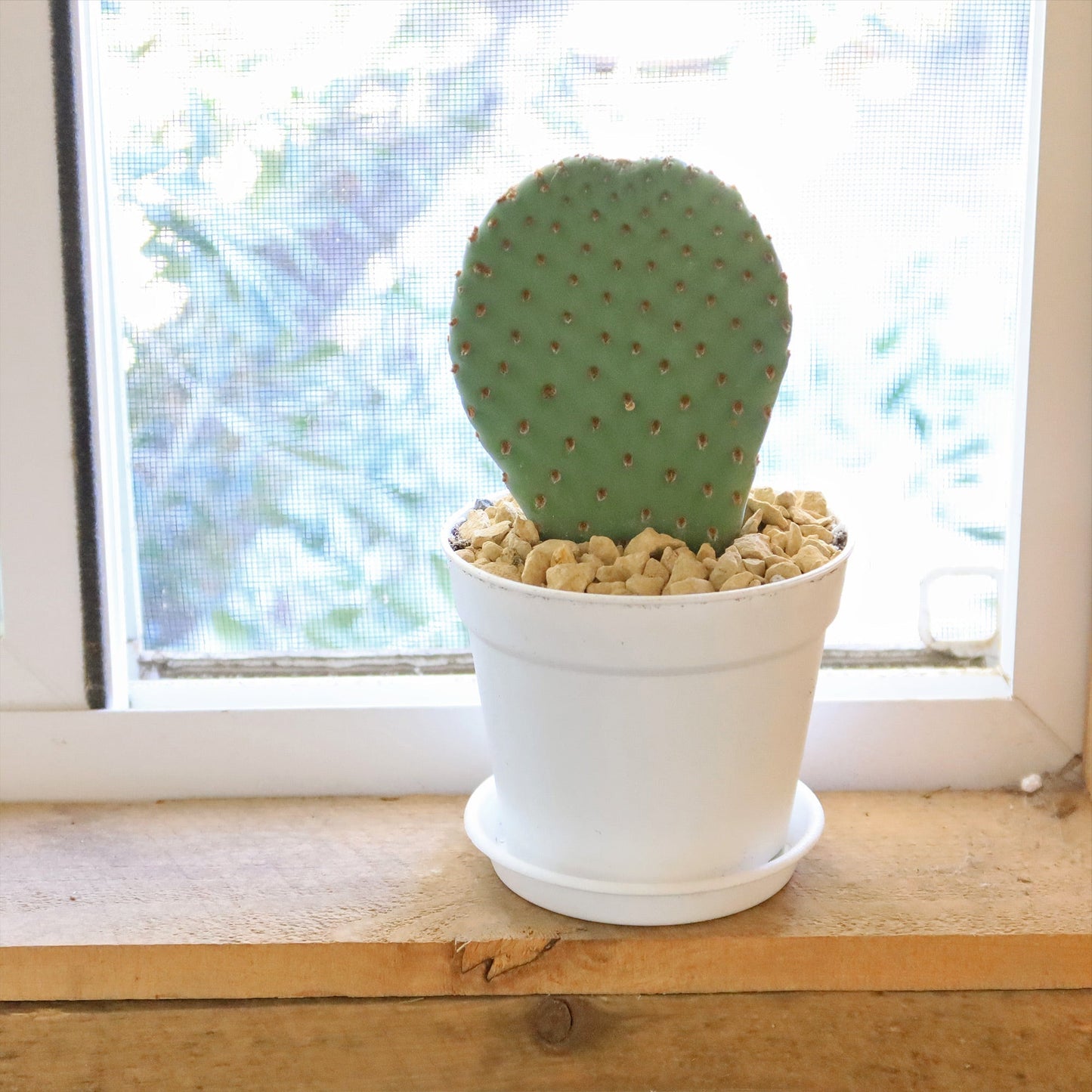 Beavertail Cactus 'Opuntia basilaris'