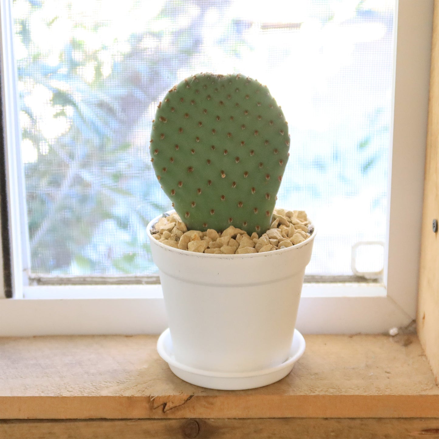 Beavertail Cactus 'Opuntia basilaris'