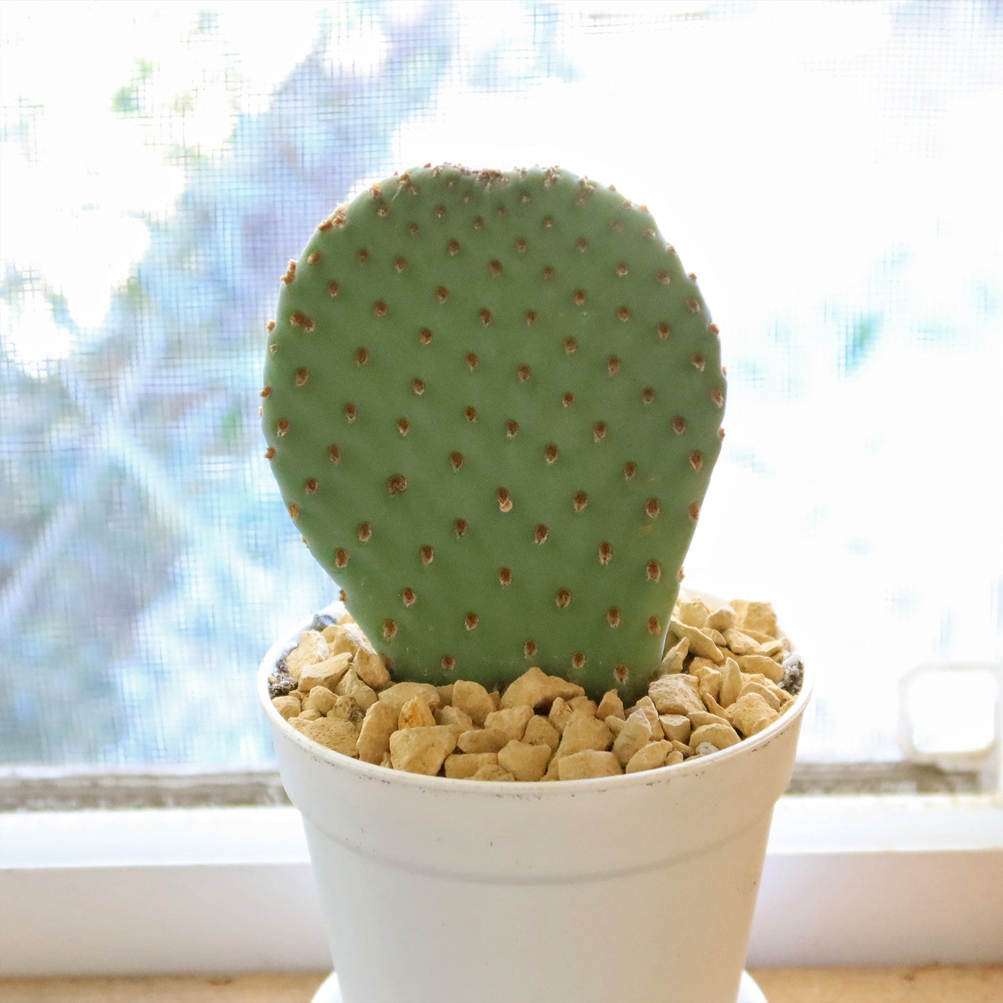 Beavertail Cactus 'Opuntia basilaris'