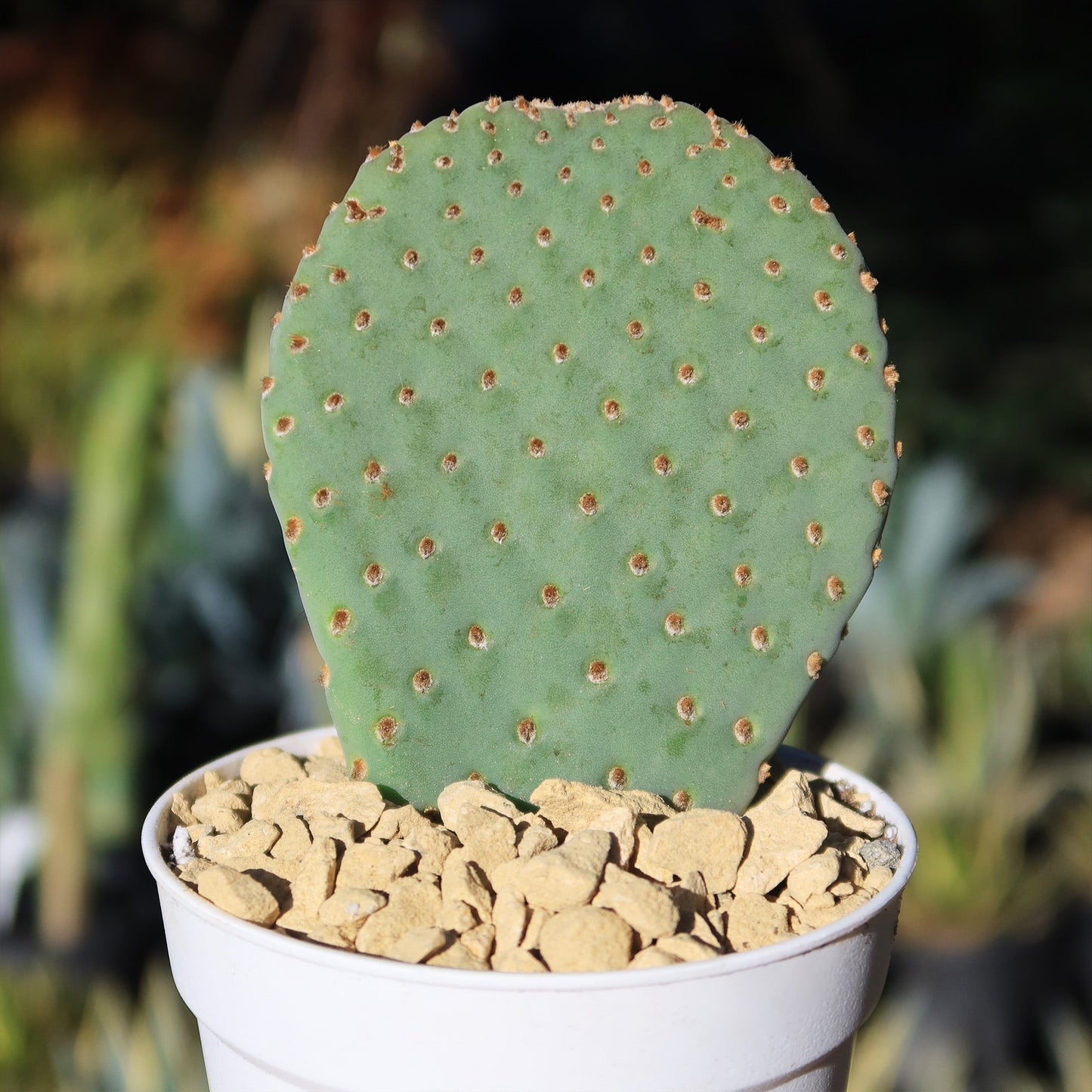 Beavertail Cactus 'Opuntia basilaris'