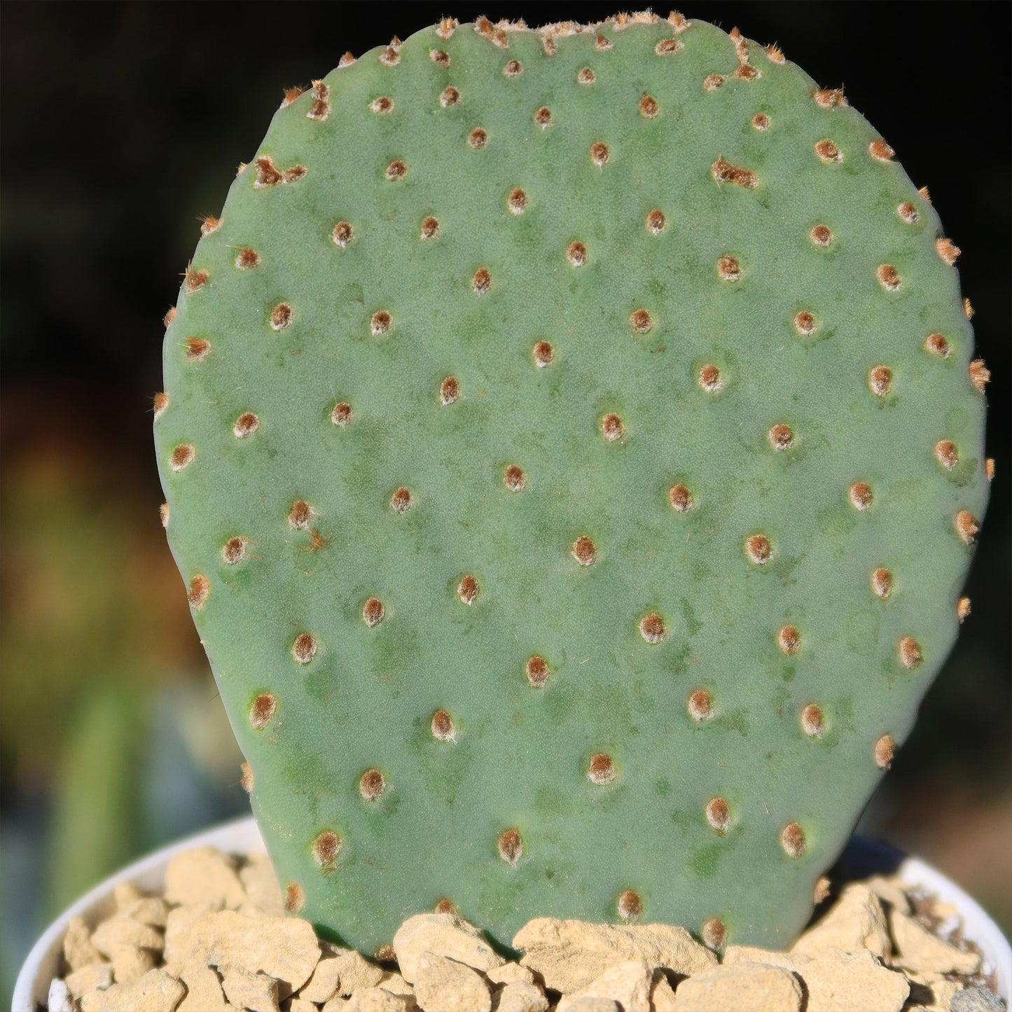 Beavertail Cactus 'Opuntia basilaris'