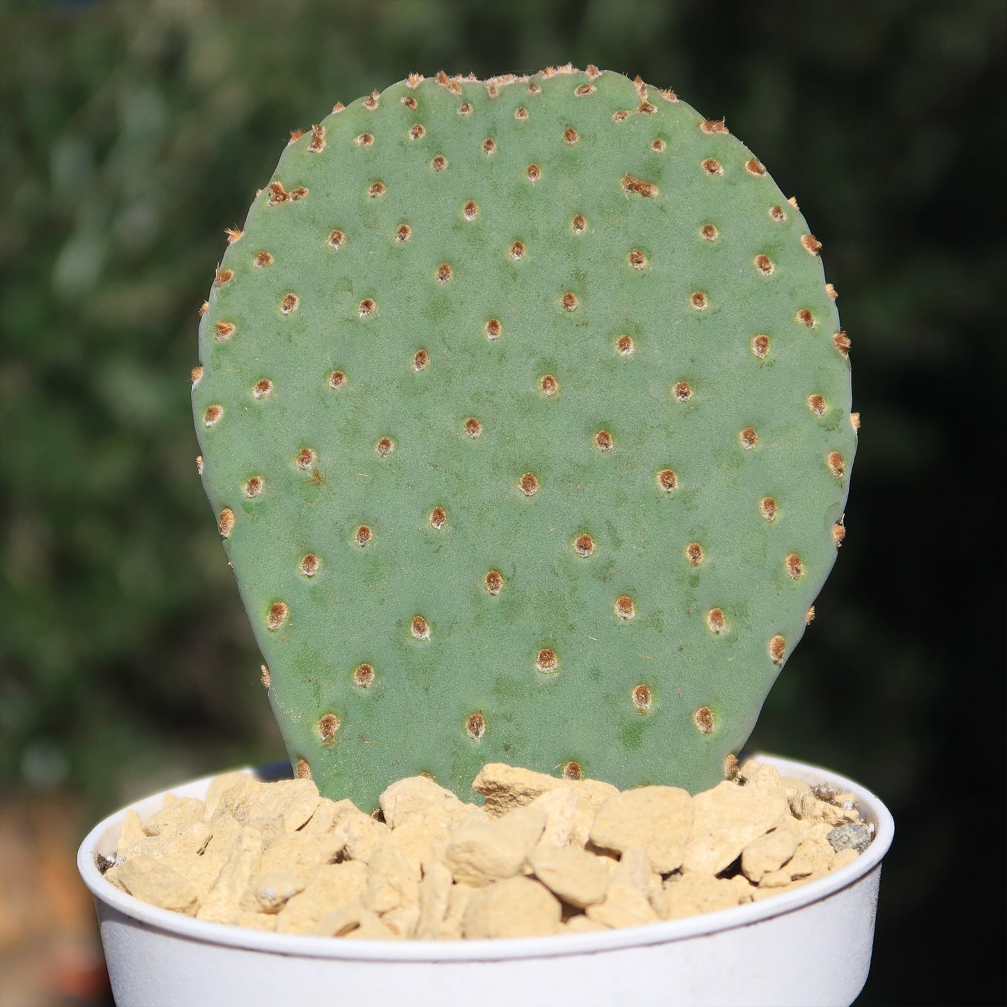 Beavertail Cactus 'Opuntia basilaris'