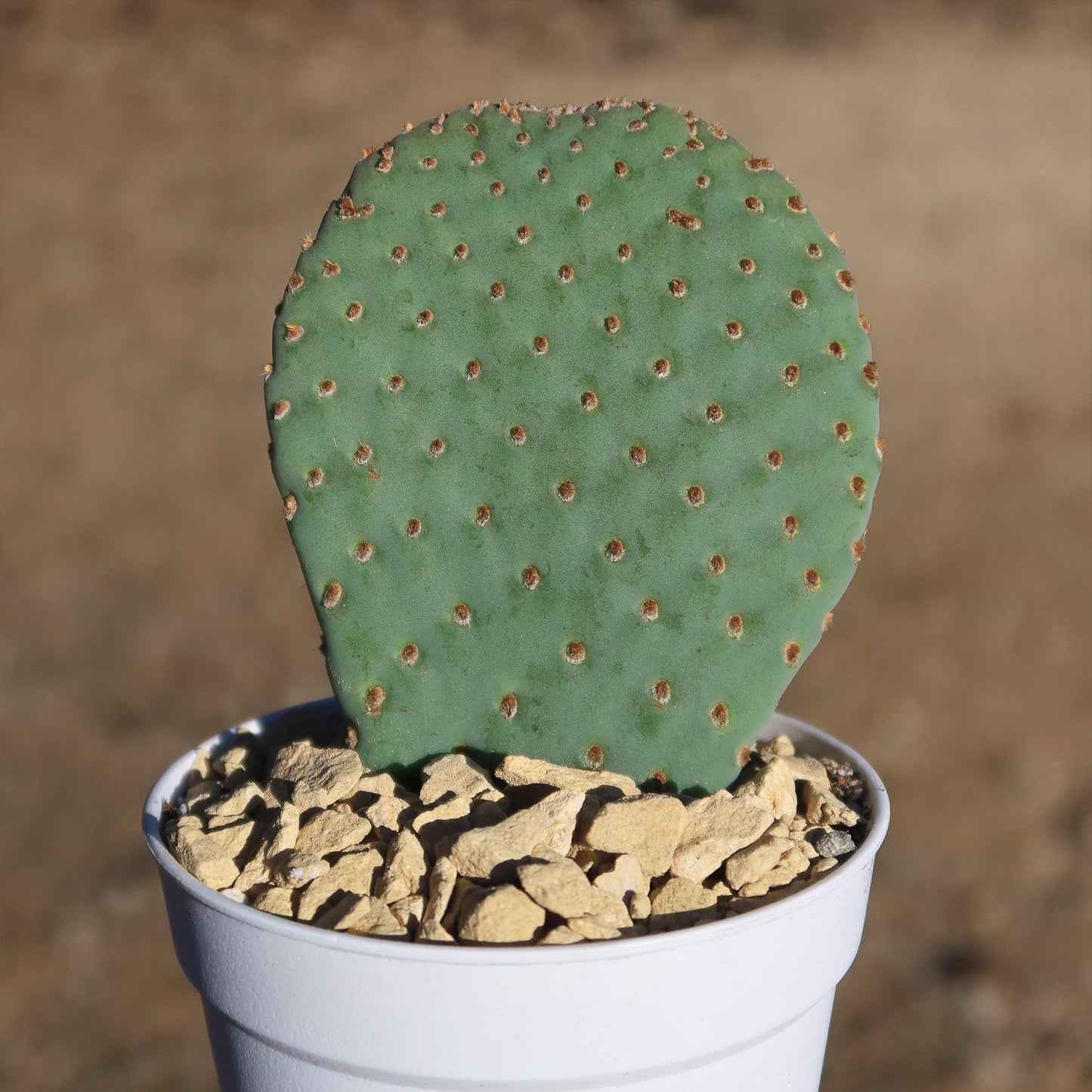 Beavertail Cactus 'Opuntia basilaris'
