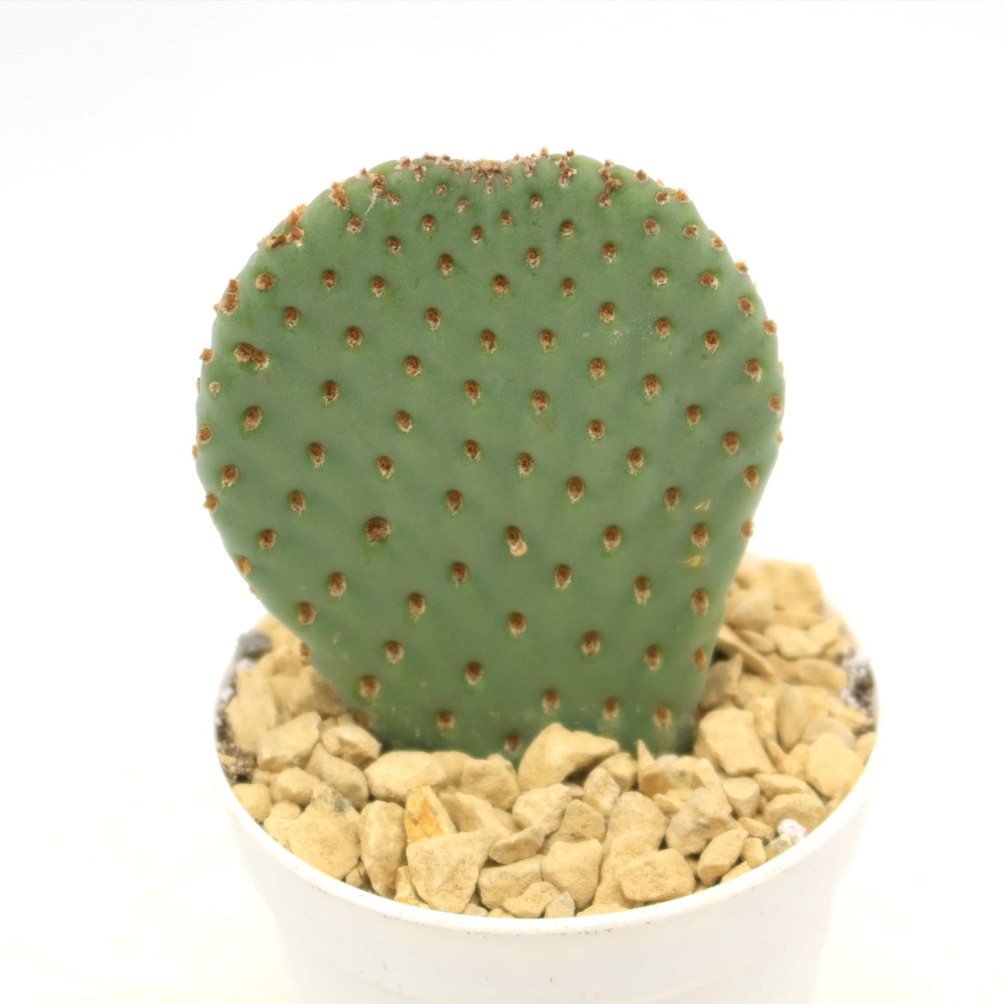 Beavertail Cactus 'Opuntia basilaris'