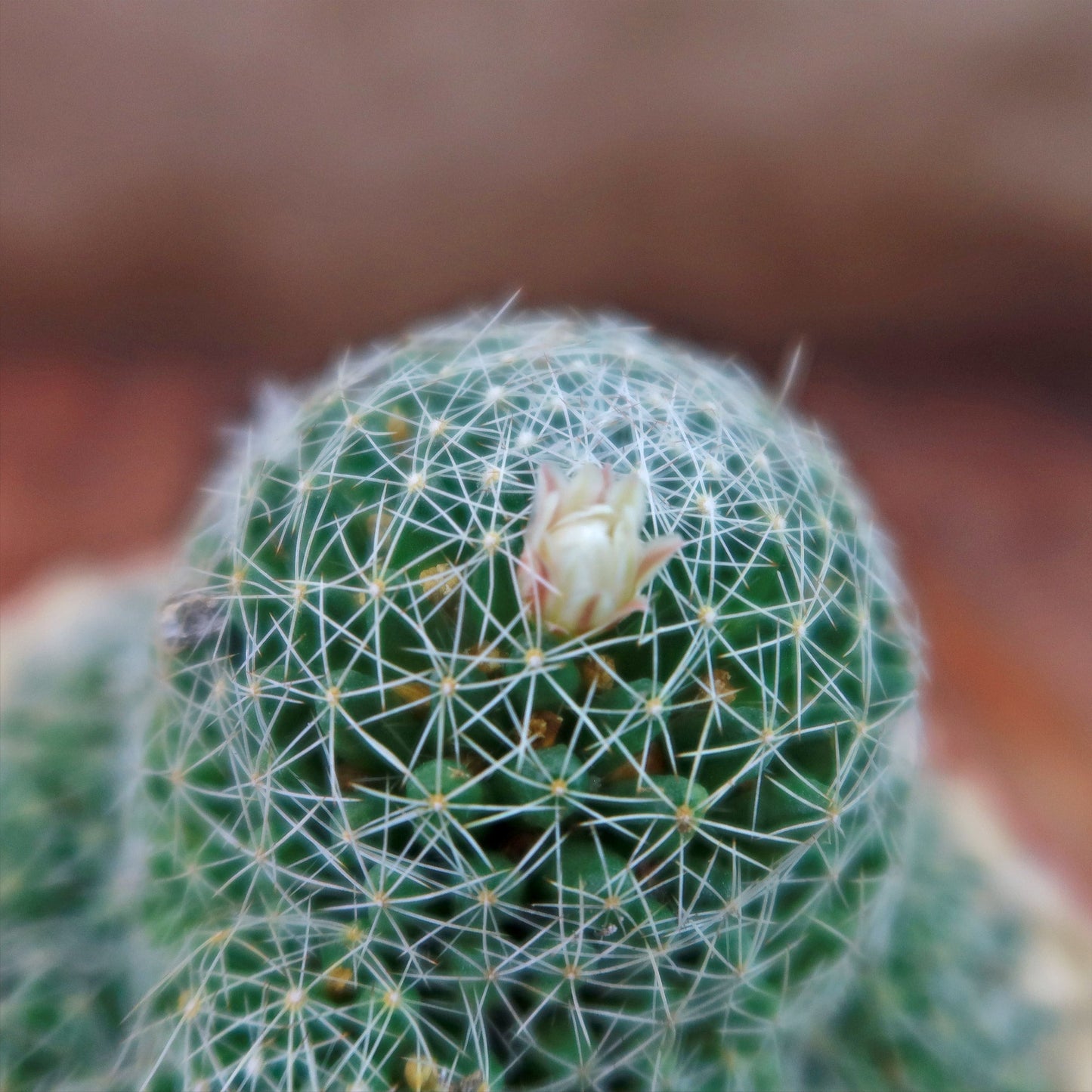Bird’s-nest pincushion - Dolichothele albescens
