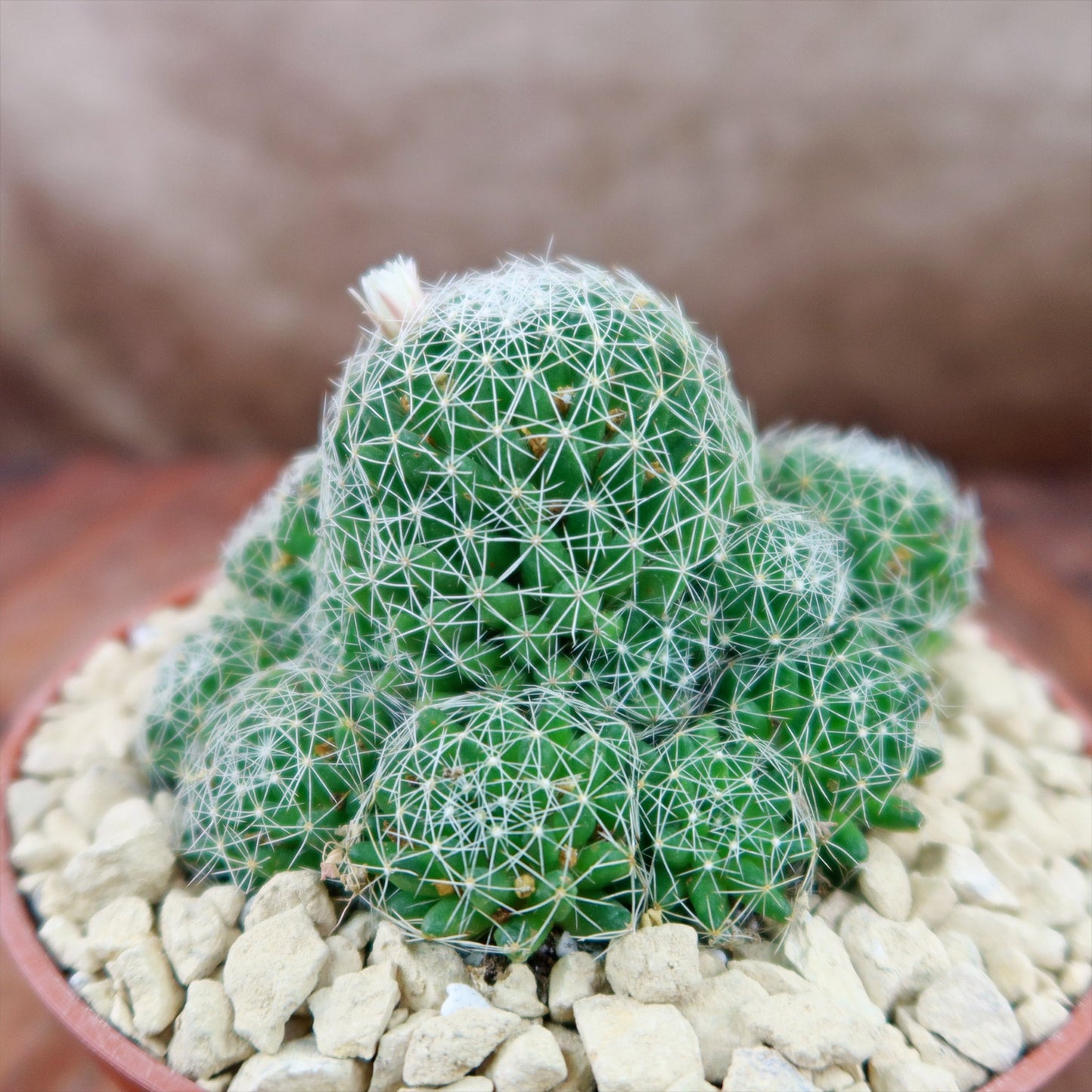 Bird’s-nest pincushion - Dolichothele albescens