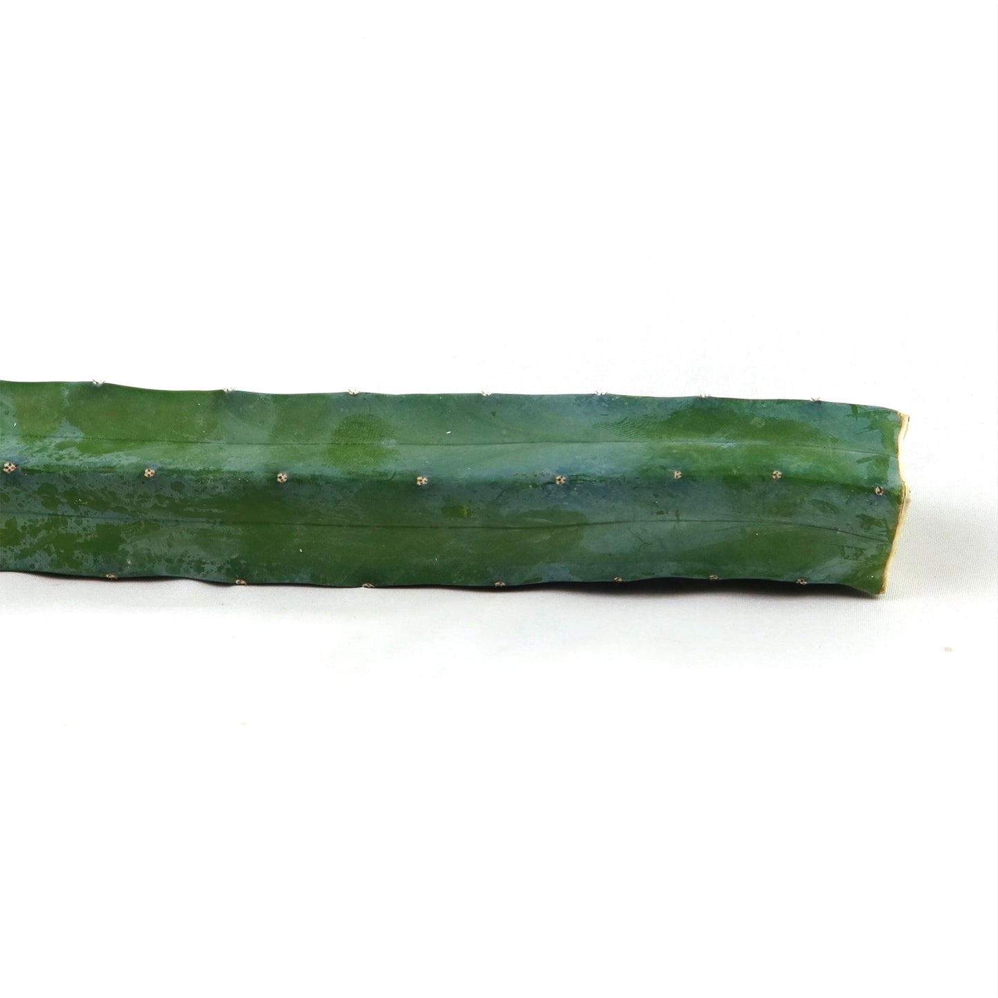Myrtillocactus geometrizans Cutting