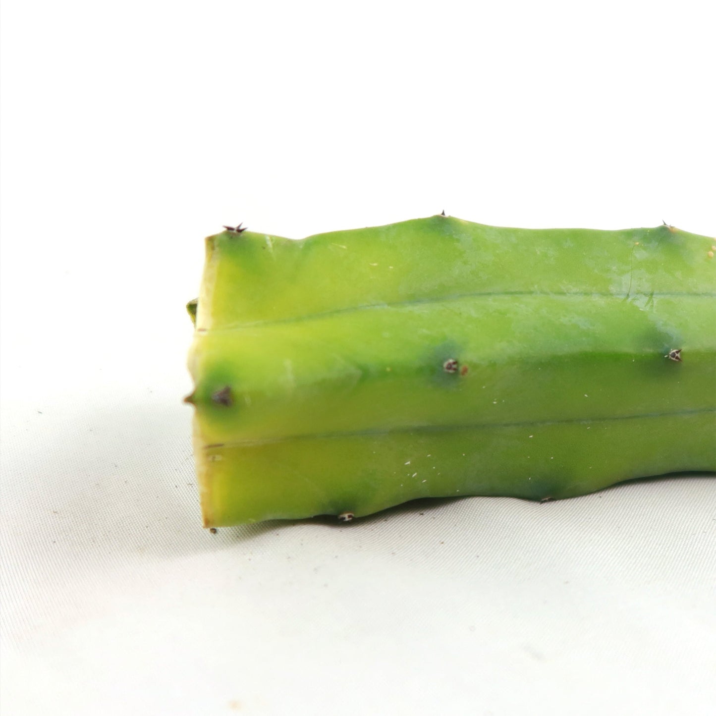 Myrtillocactus geometrizans Cutting