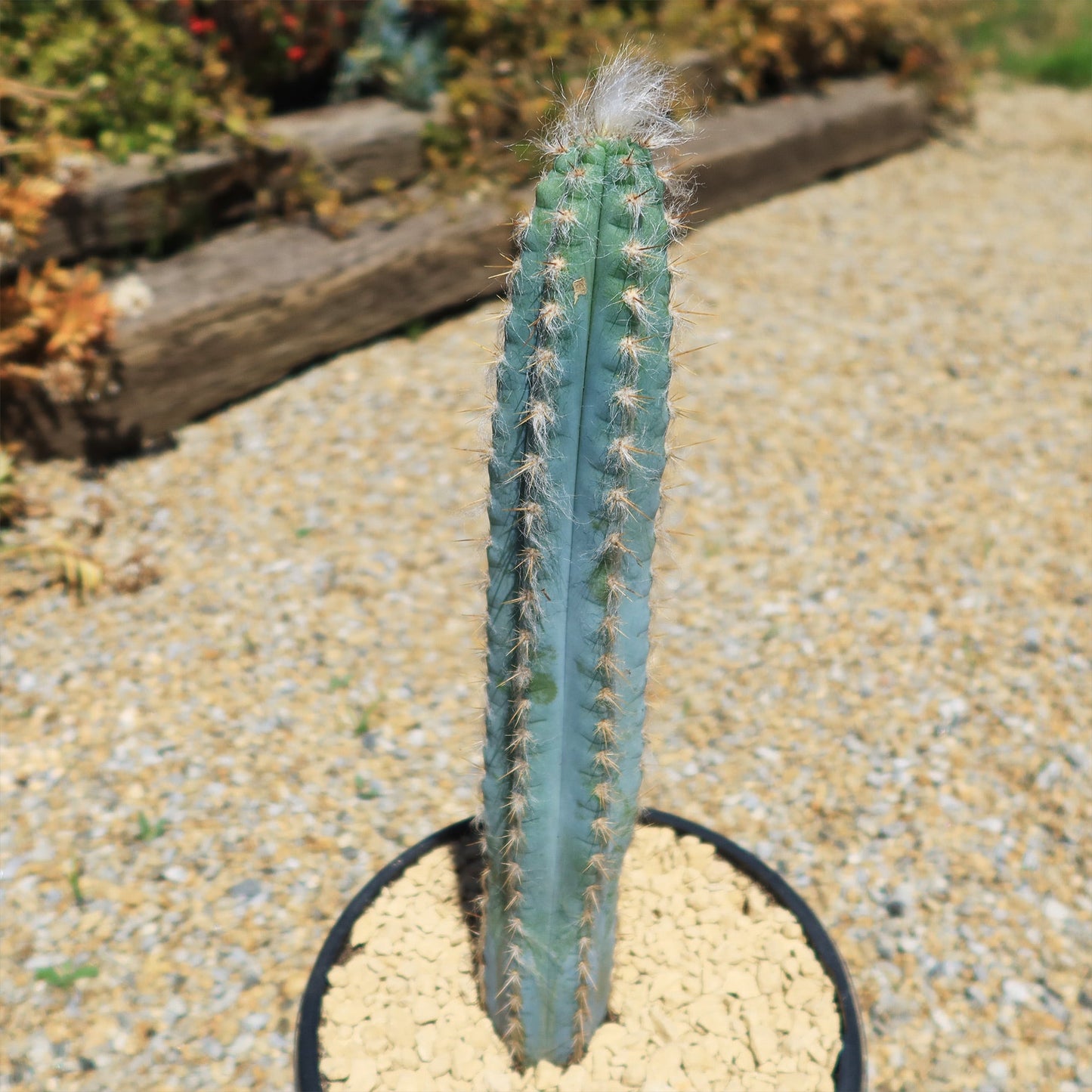 Blue Torch Cactus 'Pilosocereus pachycladus'