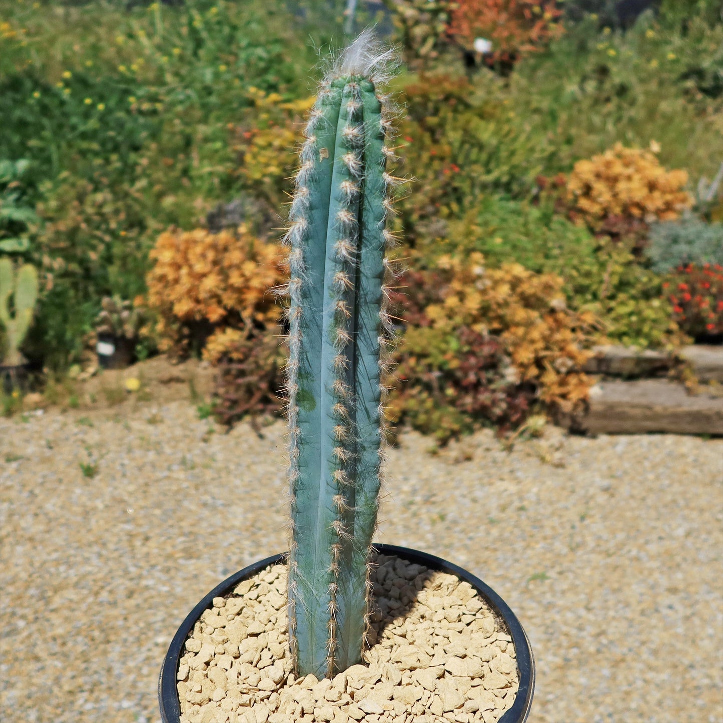 Blue Torch Cactus 'Pilosocereus pachycladus'