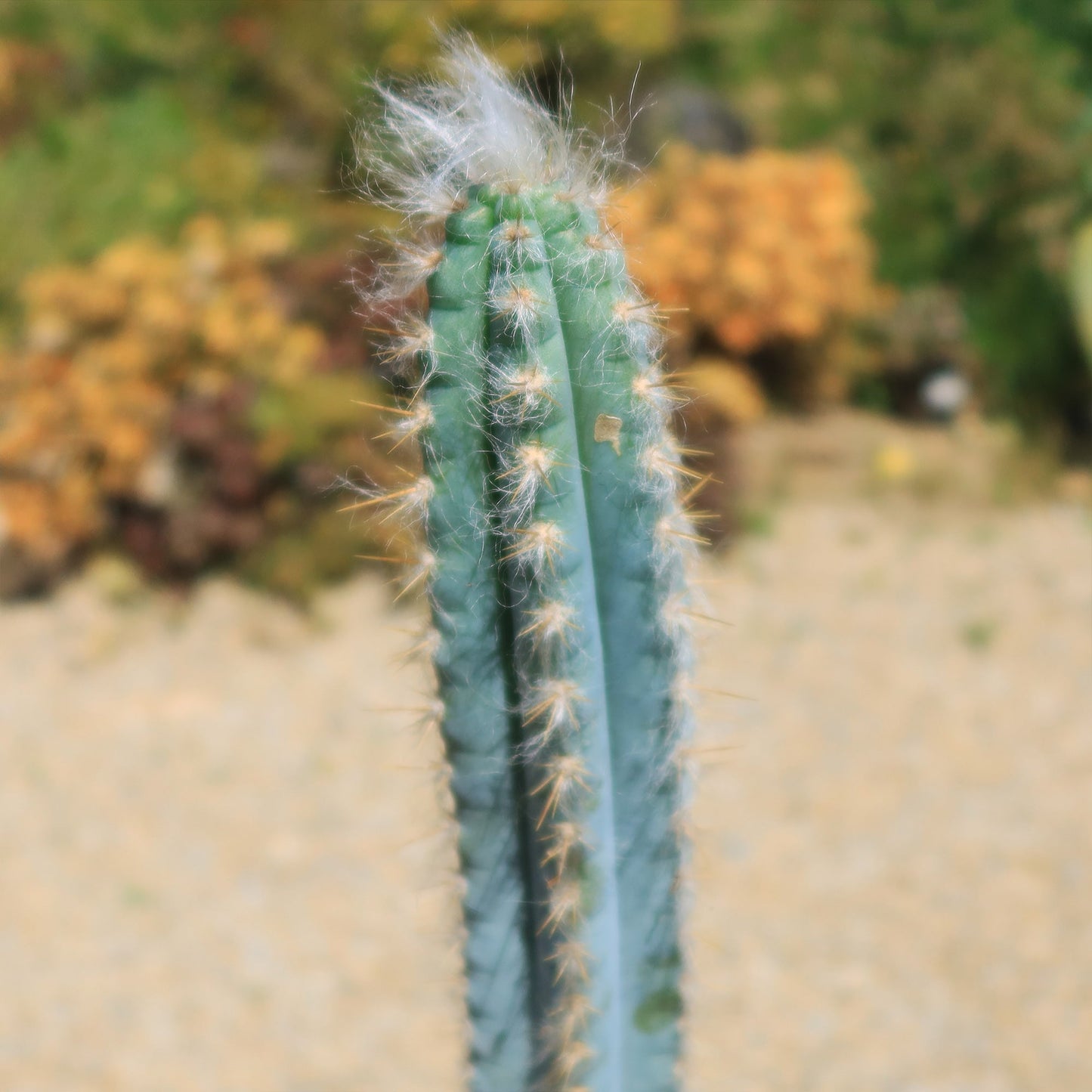 Blue Torch Cactus 'Pilosocereus pachycladus'