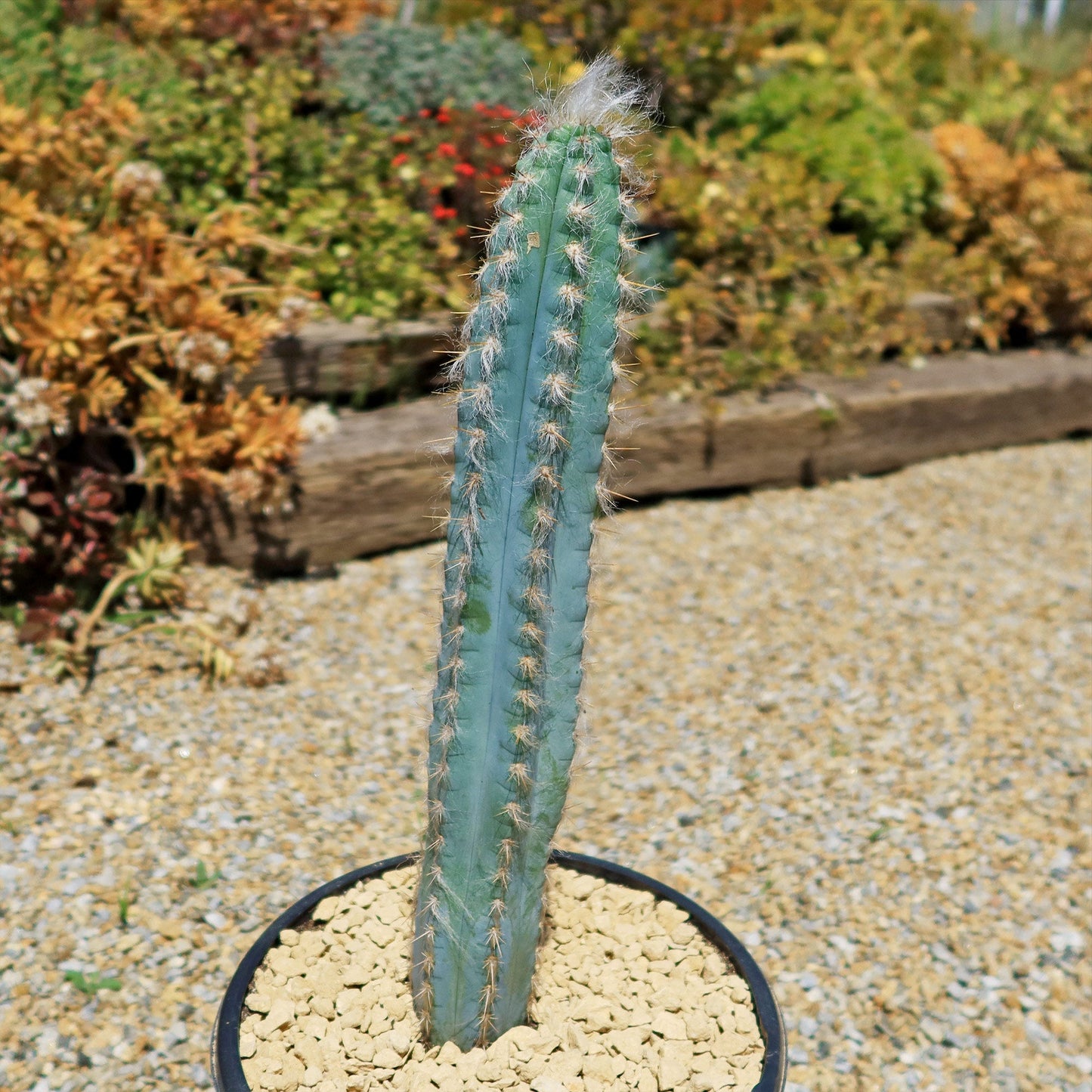 Blue Torch Cactus 'Pilosocereus pachycladus'
