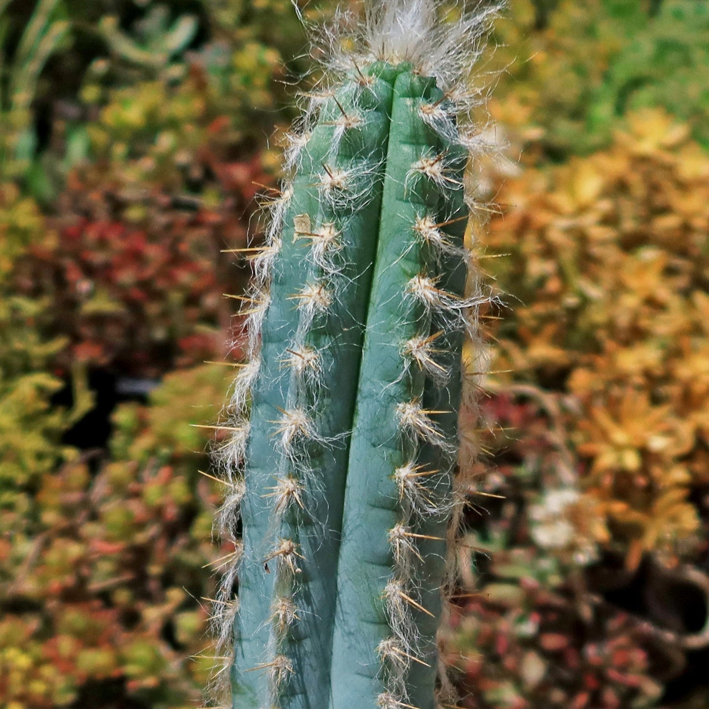 Blue Torch Cactus 'Pilosocereus pachycladus'