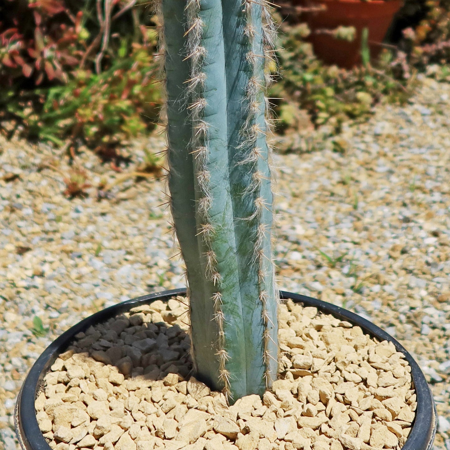 Blue Torch Cactus 'Pilosocereus pachycladus'