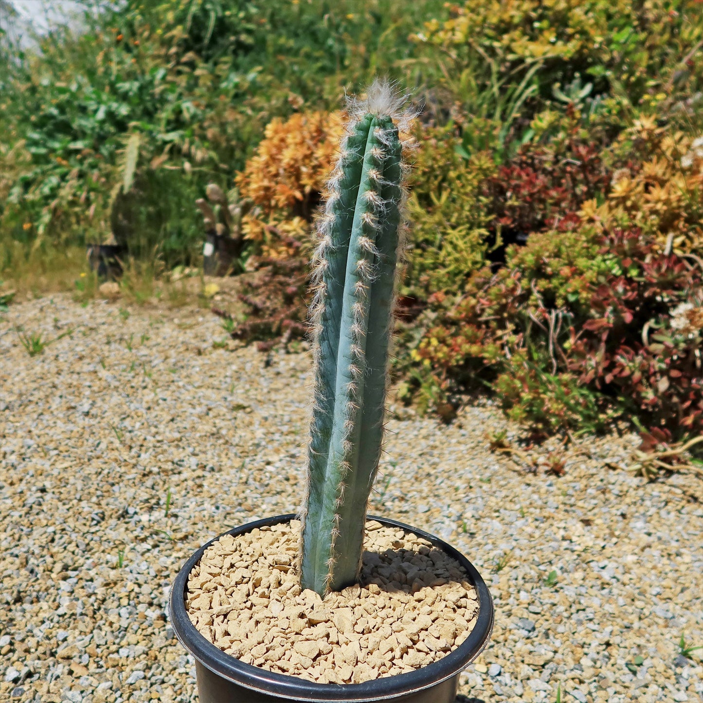 Blue Torch Cactus 'Pilosocereus pachycladus'