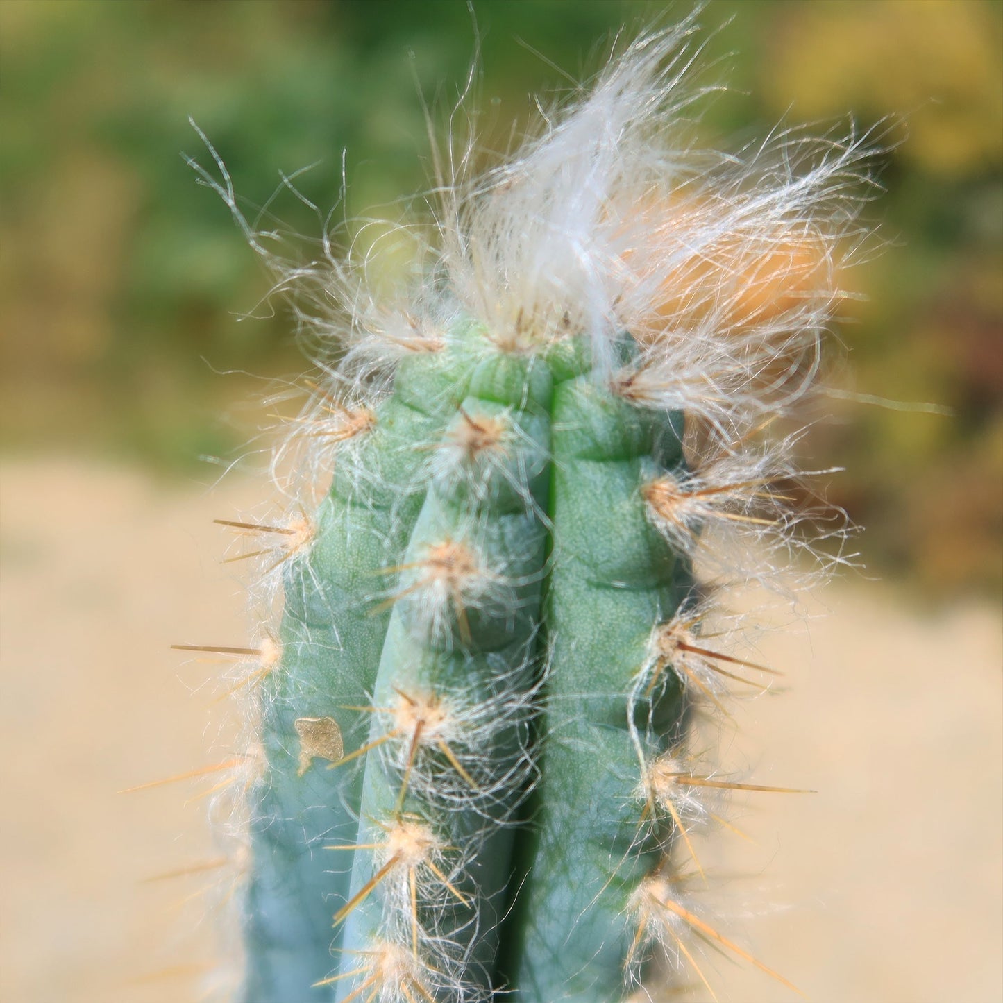Blue Torch Cactus 'Pilosocereus pachycladus'