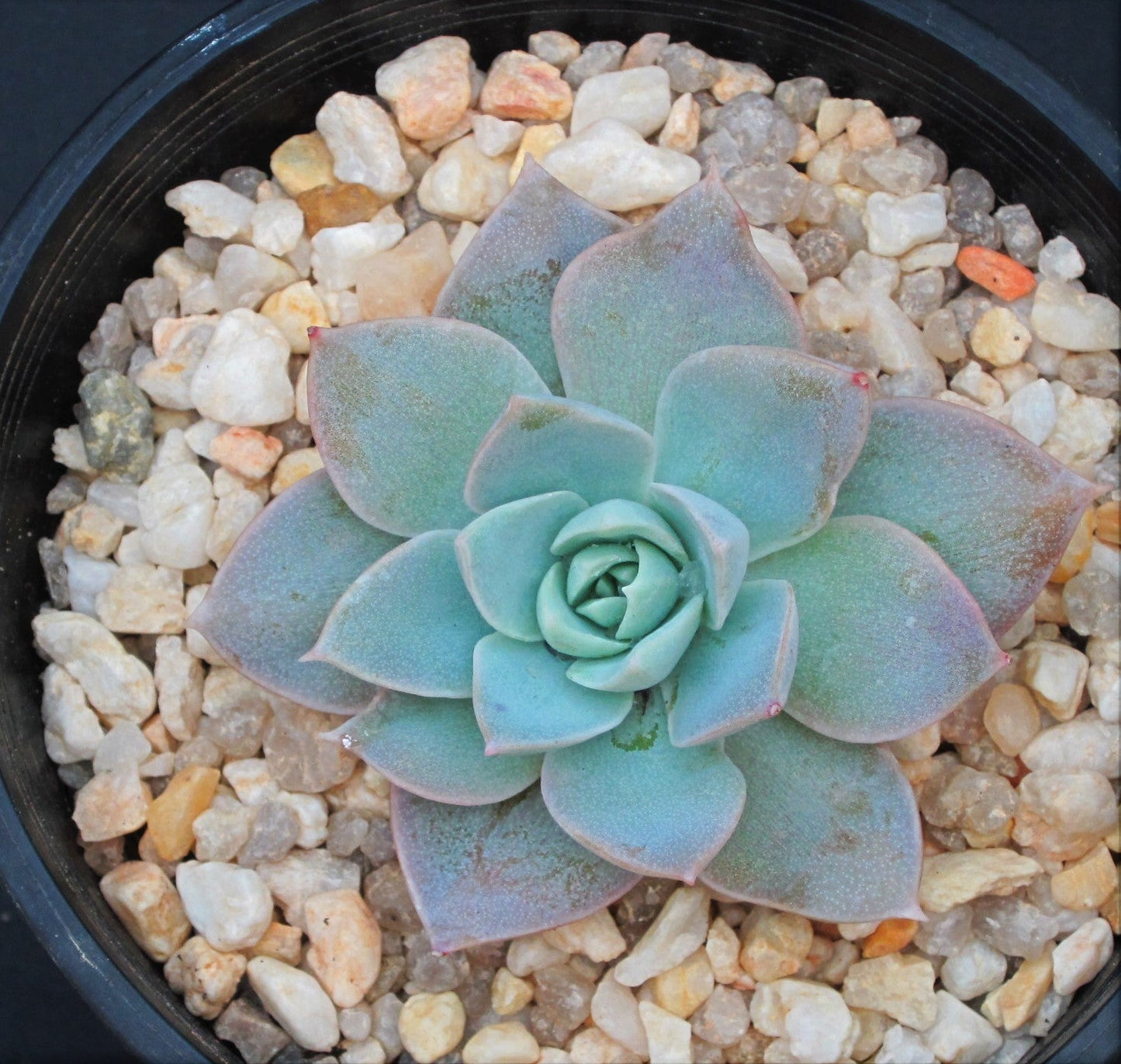 Sedeveria blue lotus / sedum suaveolens