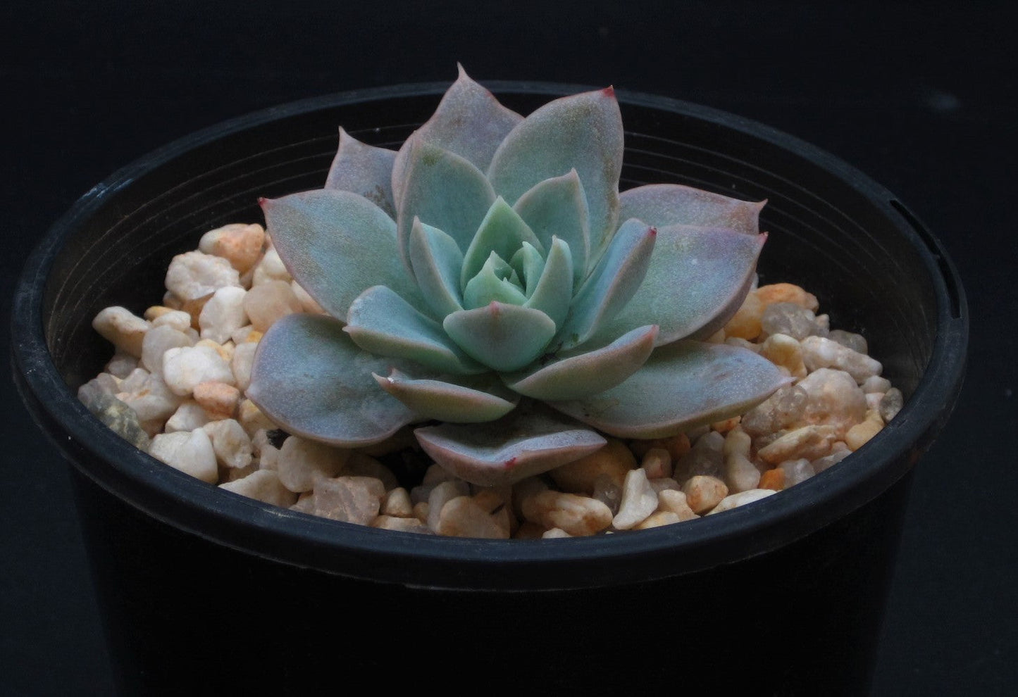 Sedeveria blue lotus / sedum suaveolens