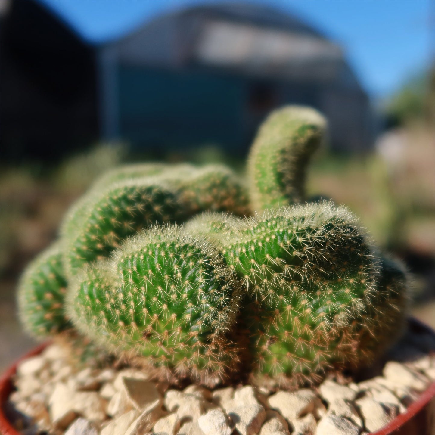 Bolivicereus Cristata