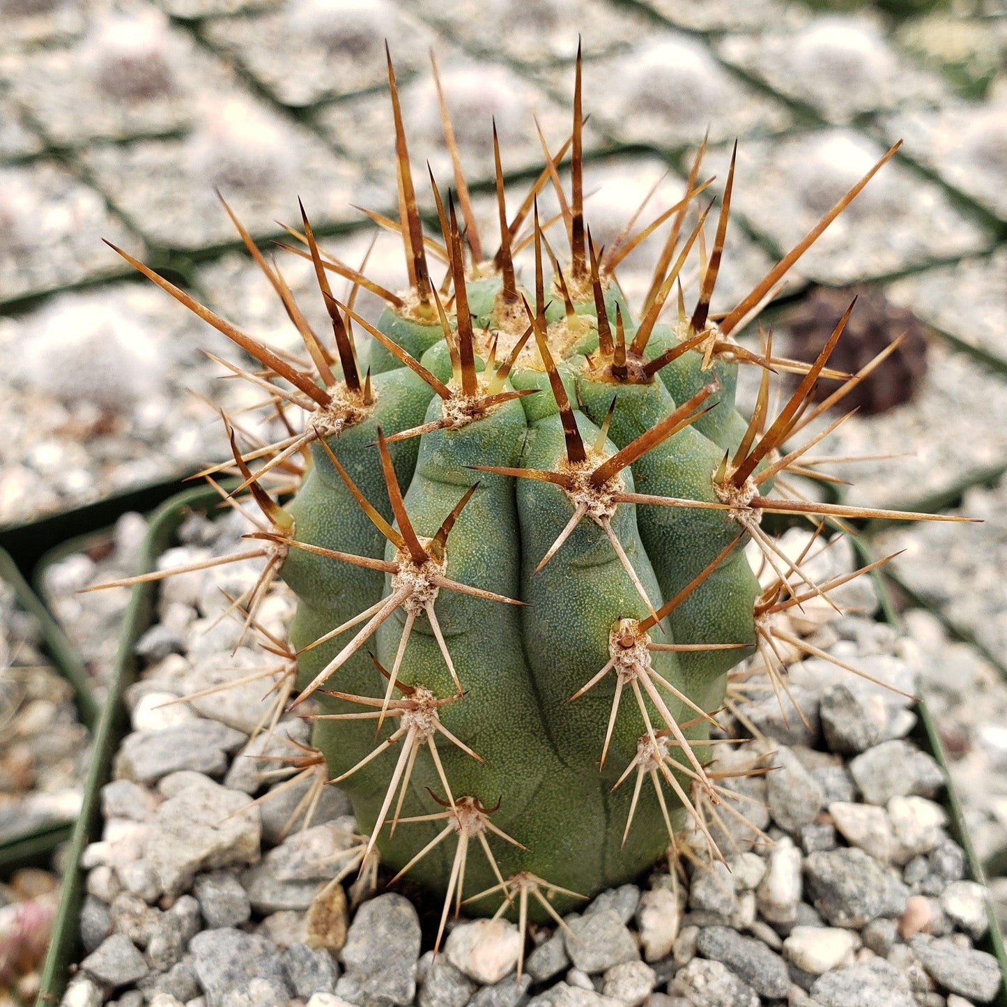 Azureocereus Browningia hertlingiana