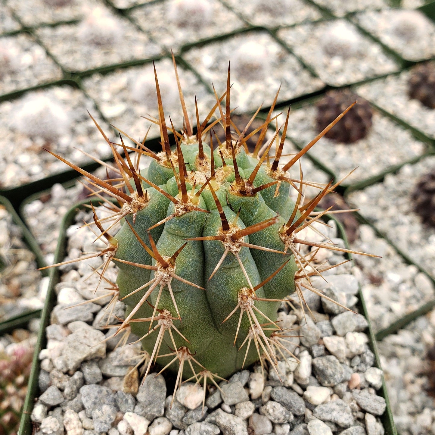 Azureocereus Browningia hertlingiana