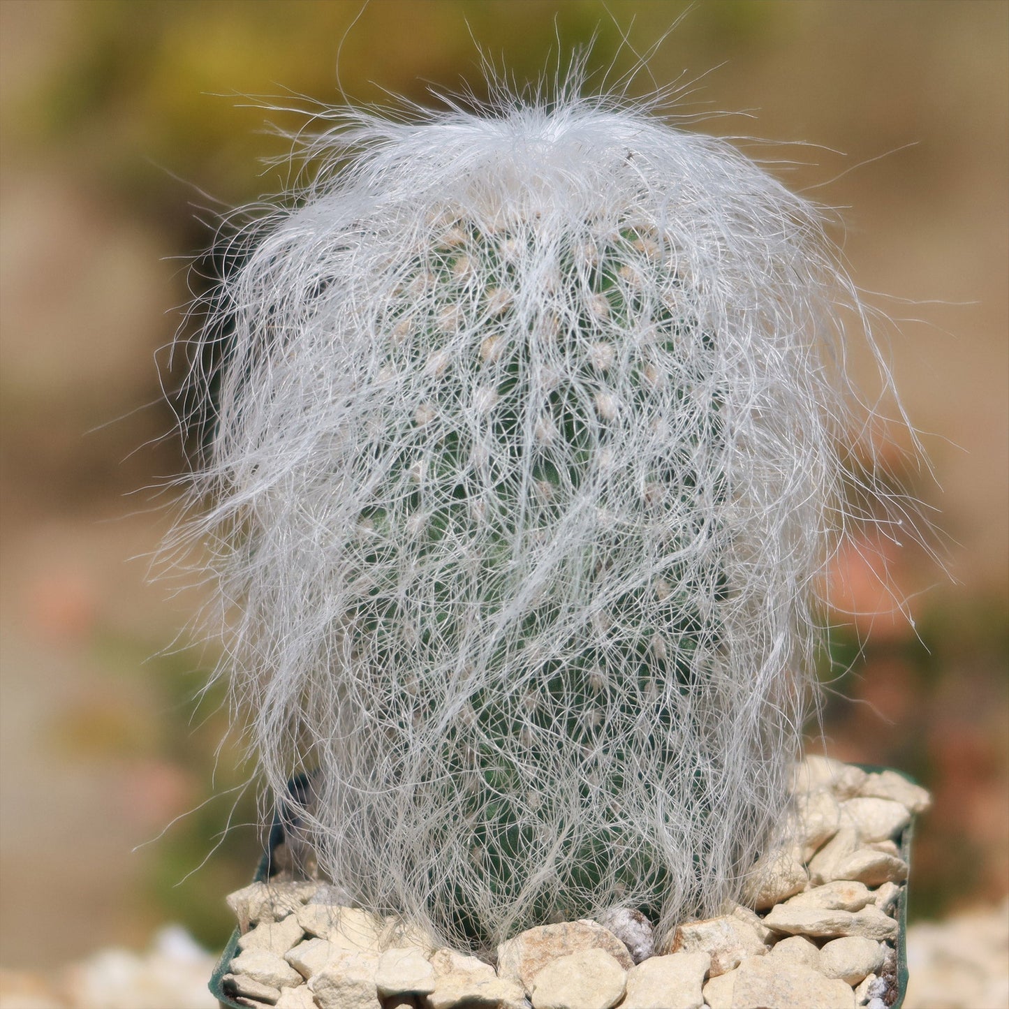 Old Man Cactus 'Cephalocereus senilis'