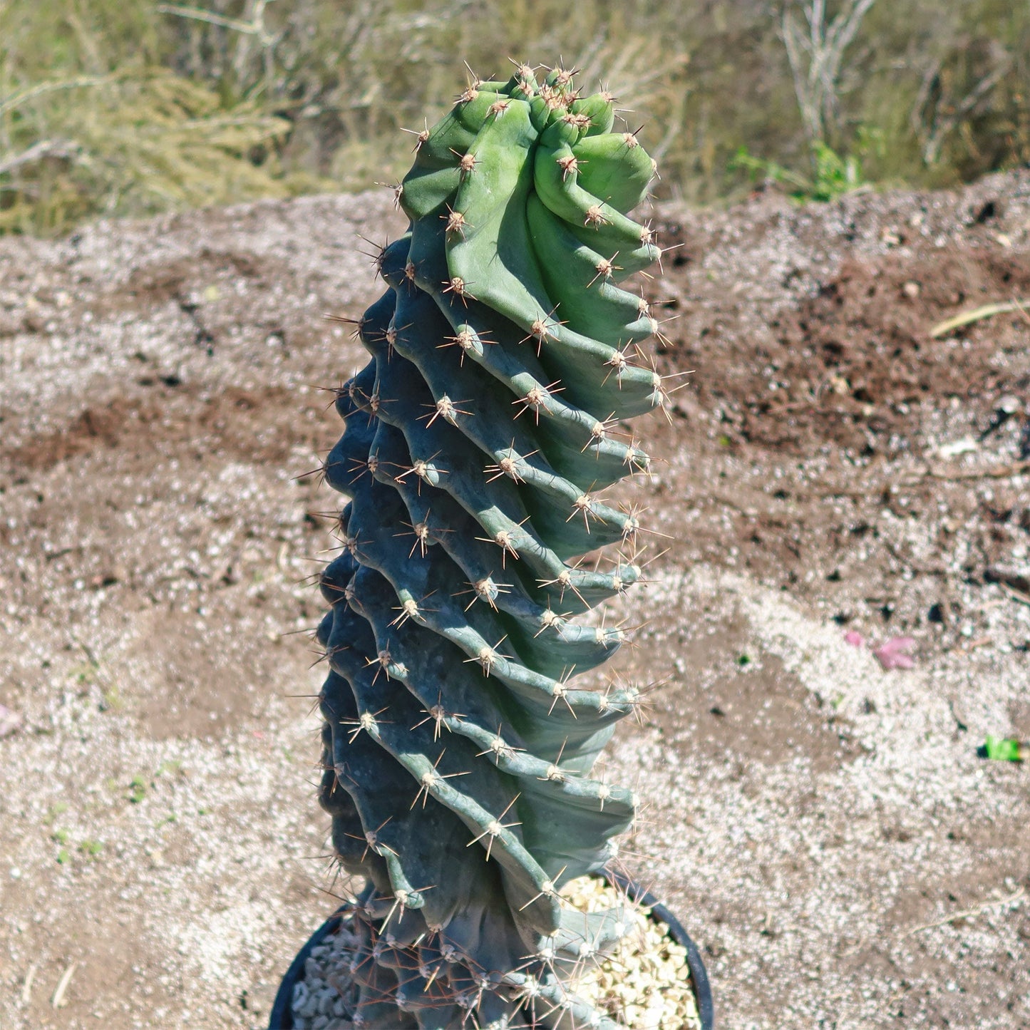 Spiral Cactus - Cereus forbesii 'spiralis