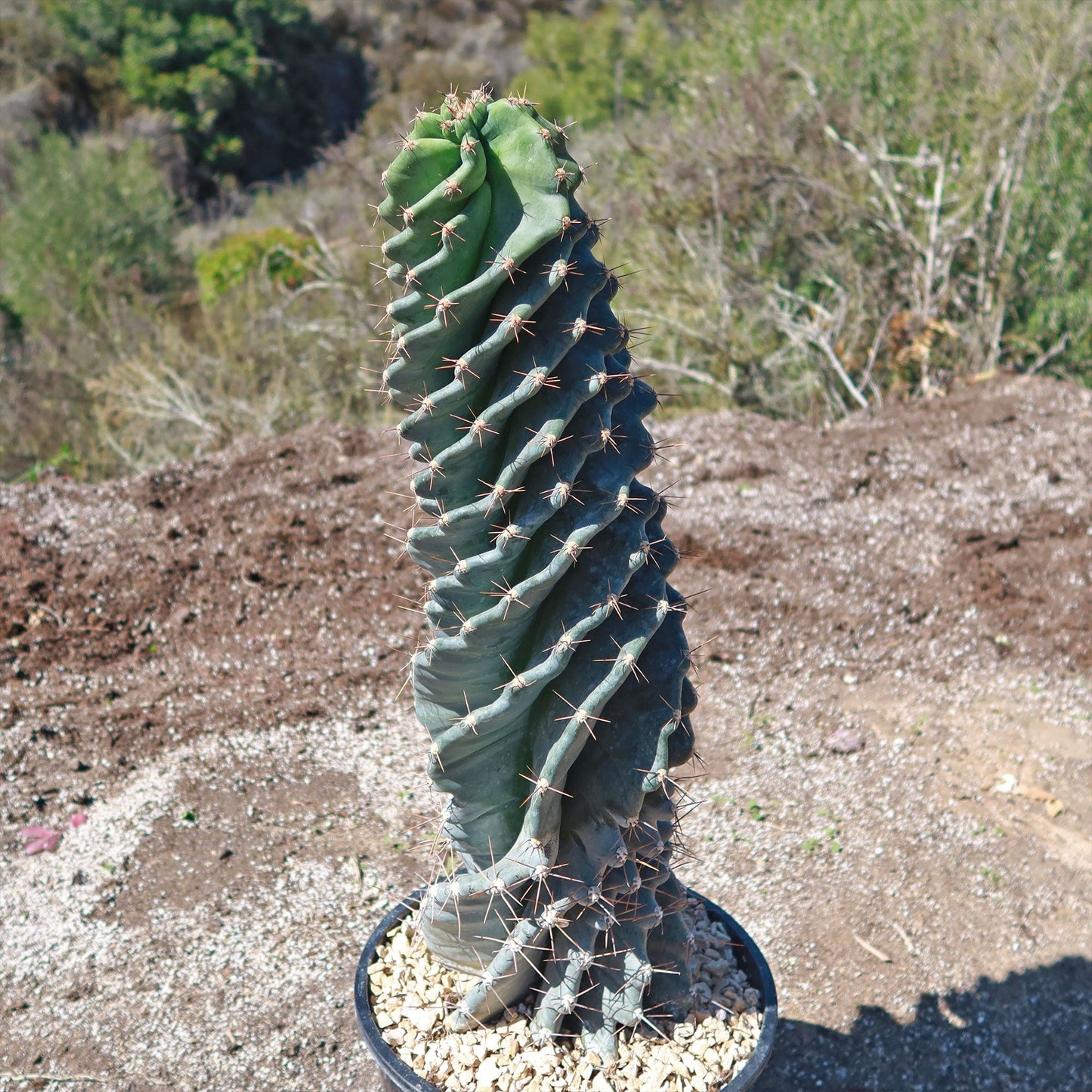 Spiral Cactus - Cereus forbesii 'spiralis