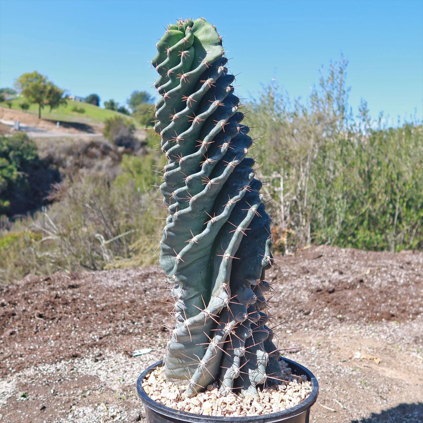 Spiral Cactus - Cereus forbesii 'spiralis