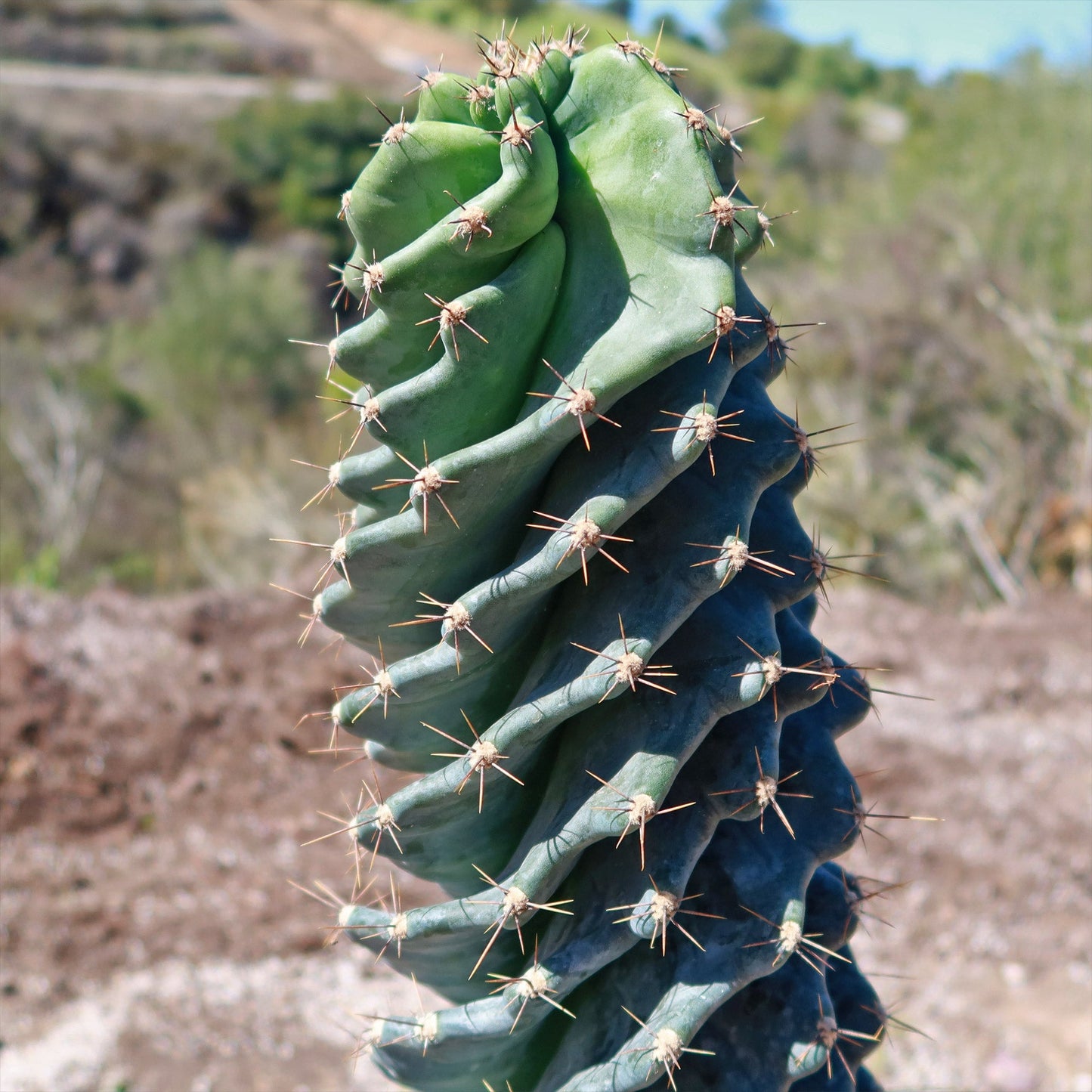Spiral Cactus - Cereus forbesii 'spiralis