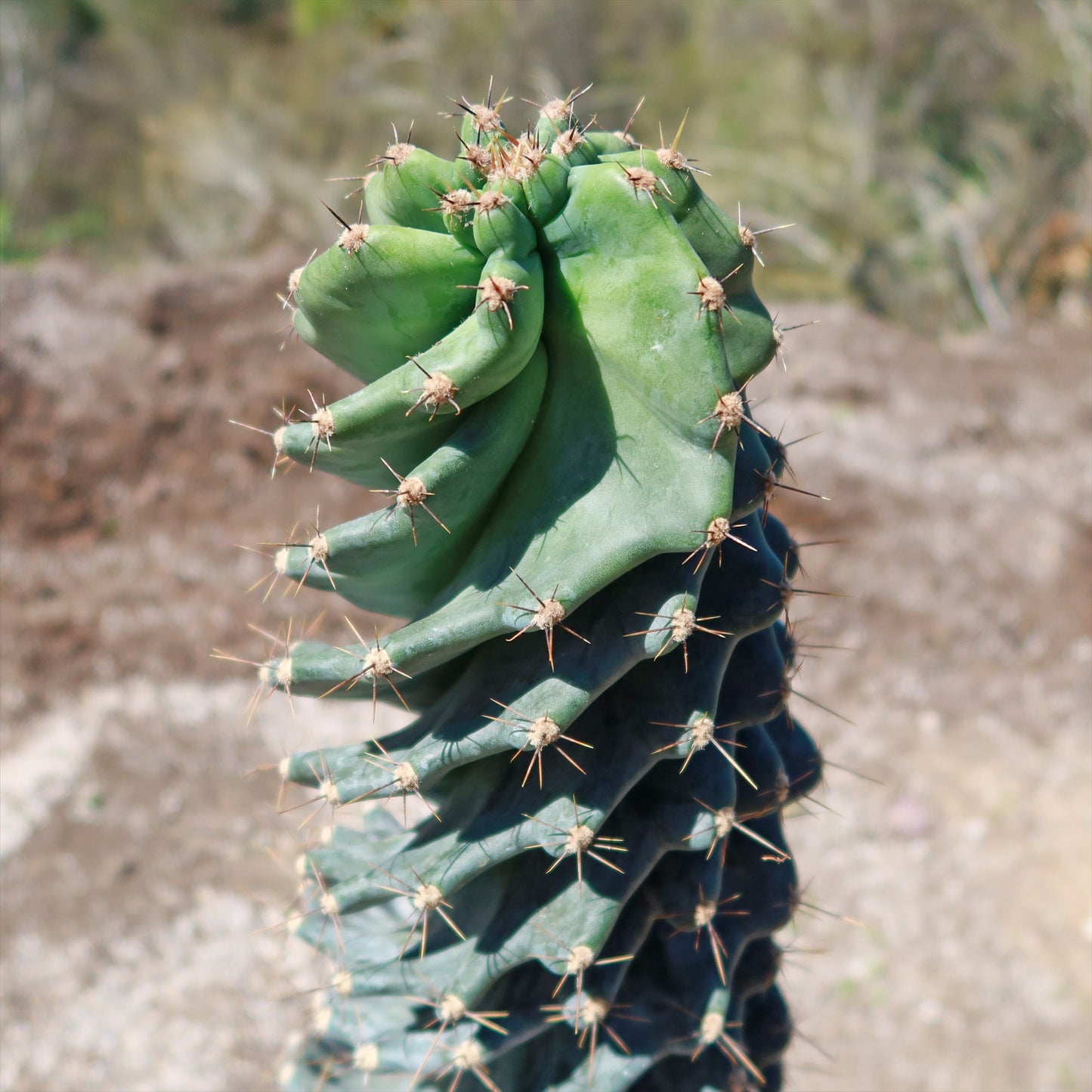 Spiral Cactus - Cereus forbesii 'spiralis