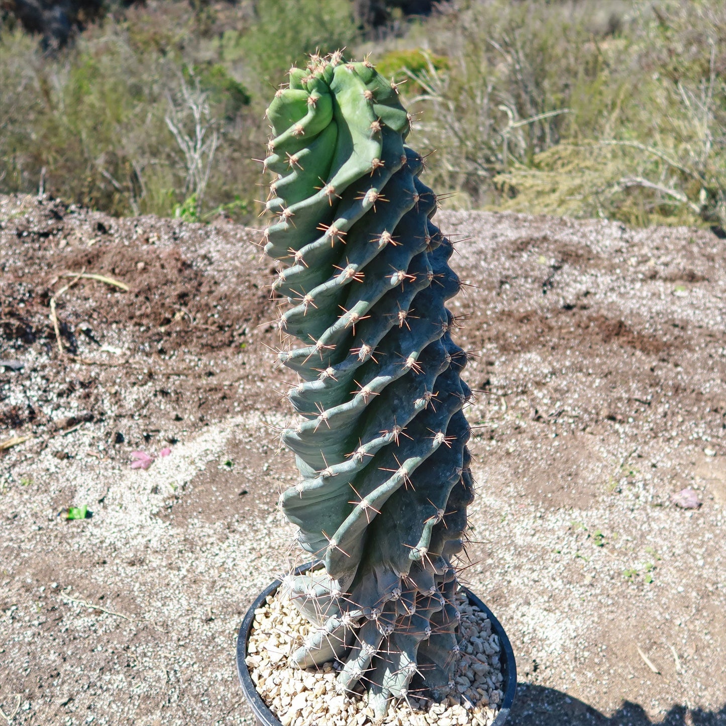Spiral Cactus - Cereus forbesii 'spiralis