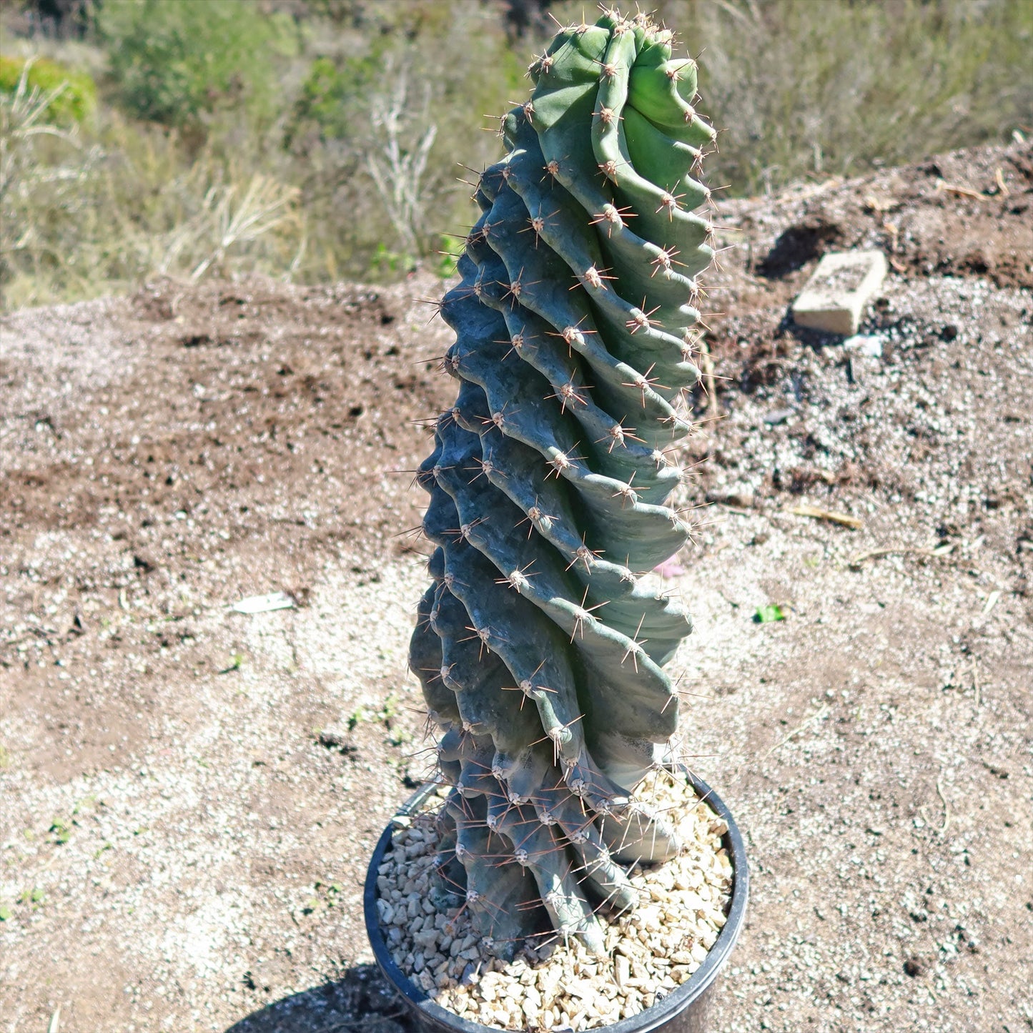 Spiral Cactus - Cereus forbesii 'spiralis