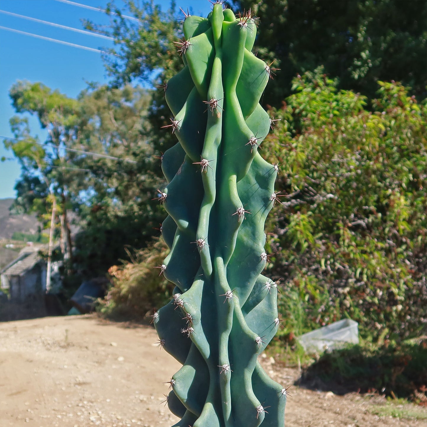 Monstrose Apple Cactus 'Cereus peruvianus monstrose'