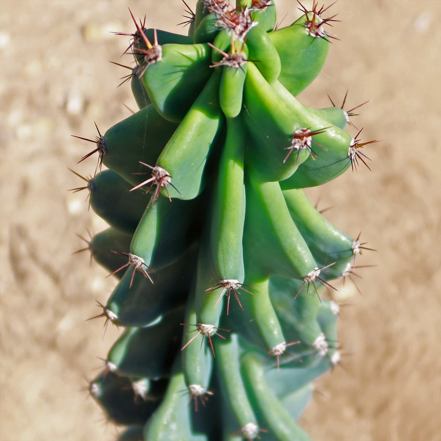 Monstrose Apple Cactus 'Cereus peruvianus monstrose'