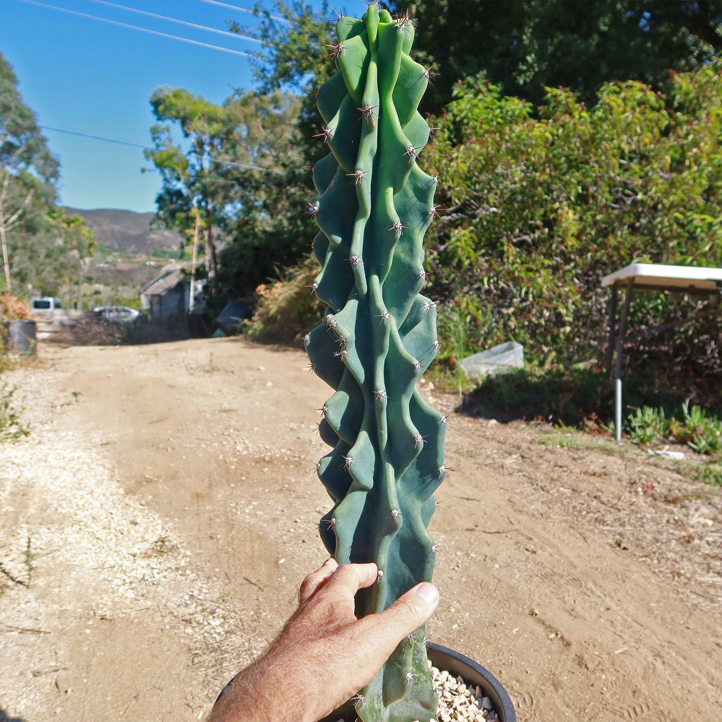 Monstrose Apple Cactus 'Cereus peruvianus monstrose'