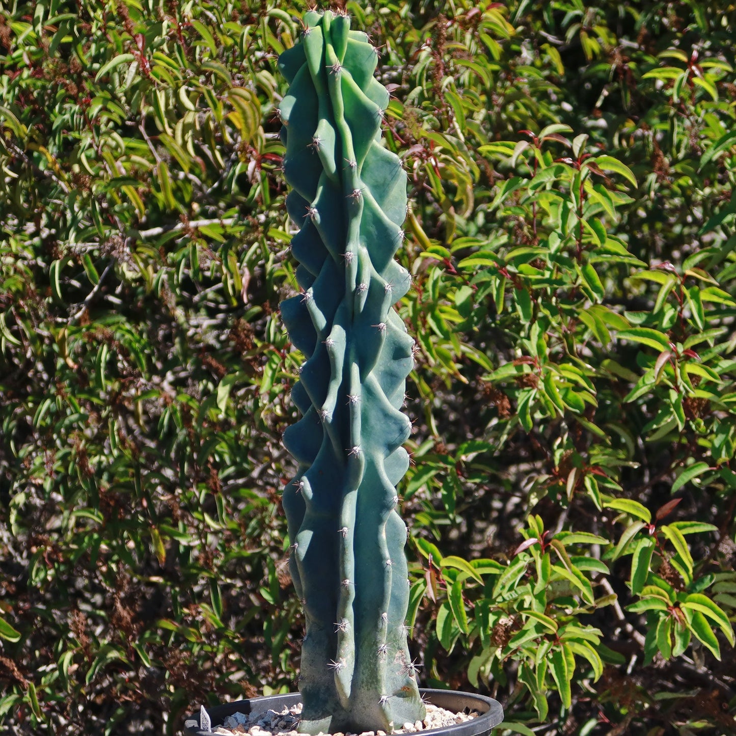 Monstrose Apple Cactus 'Cereus peruvianus monstrose'