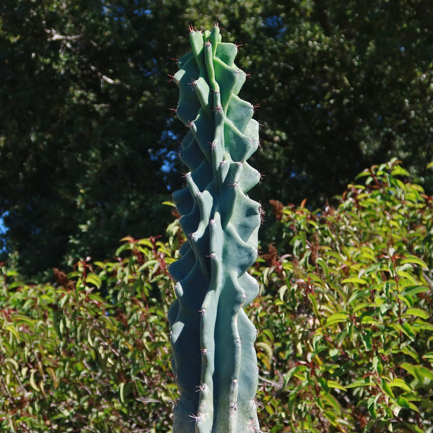 Monstrose Apple Cactus 'Cereus peruvianus monstrose'
