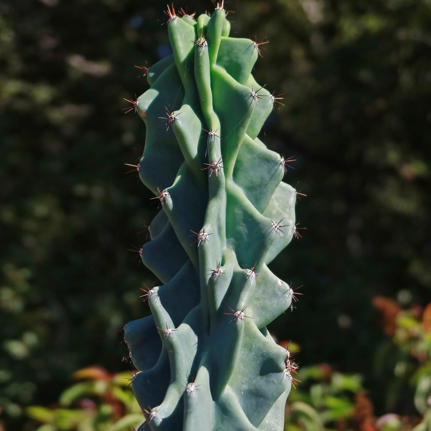 Monstrose Apple Cactus 'Cereus peruvianus monstrose'