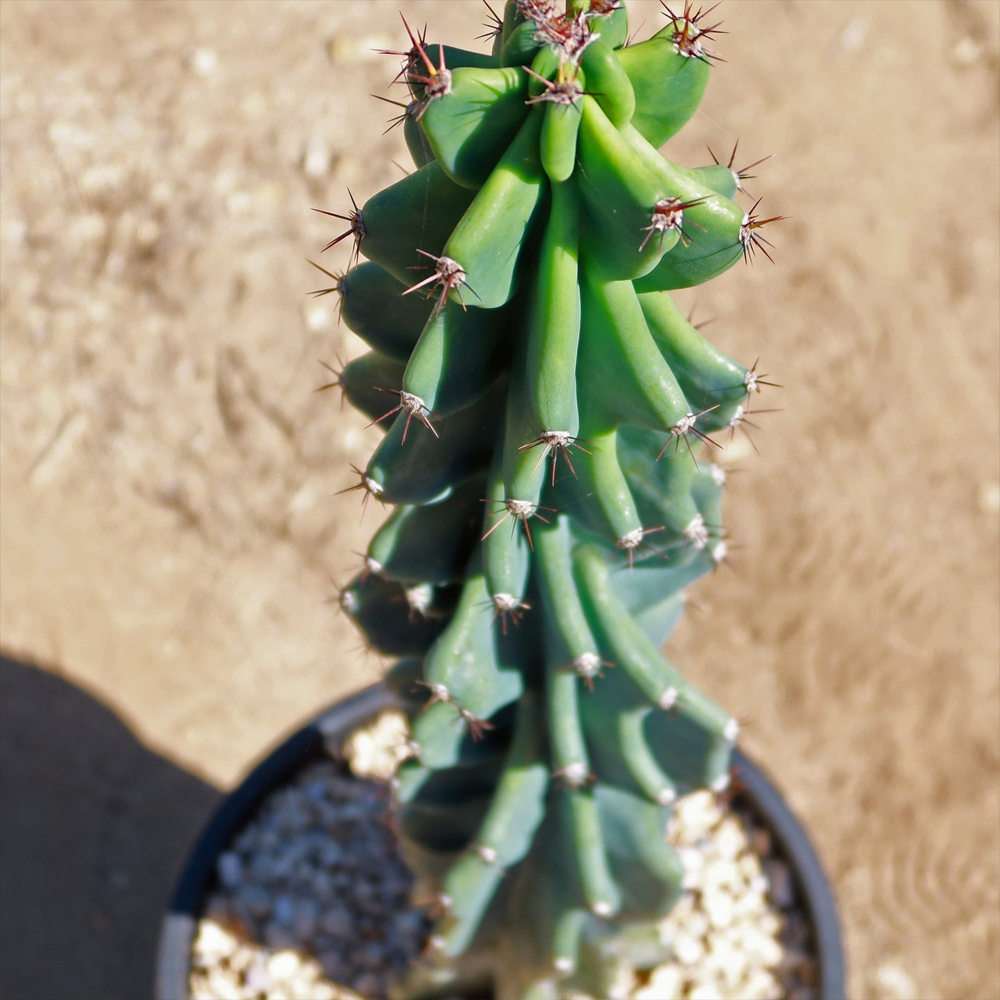 Monstrose Apple Cactus 'Cereus peruvianus monstrose'