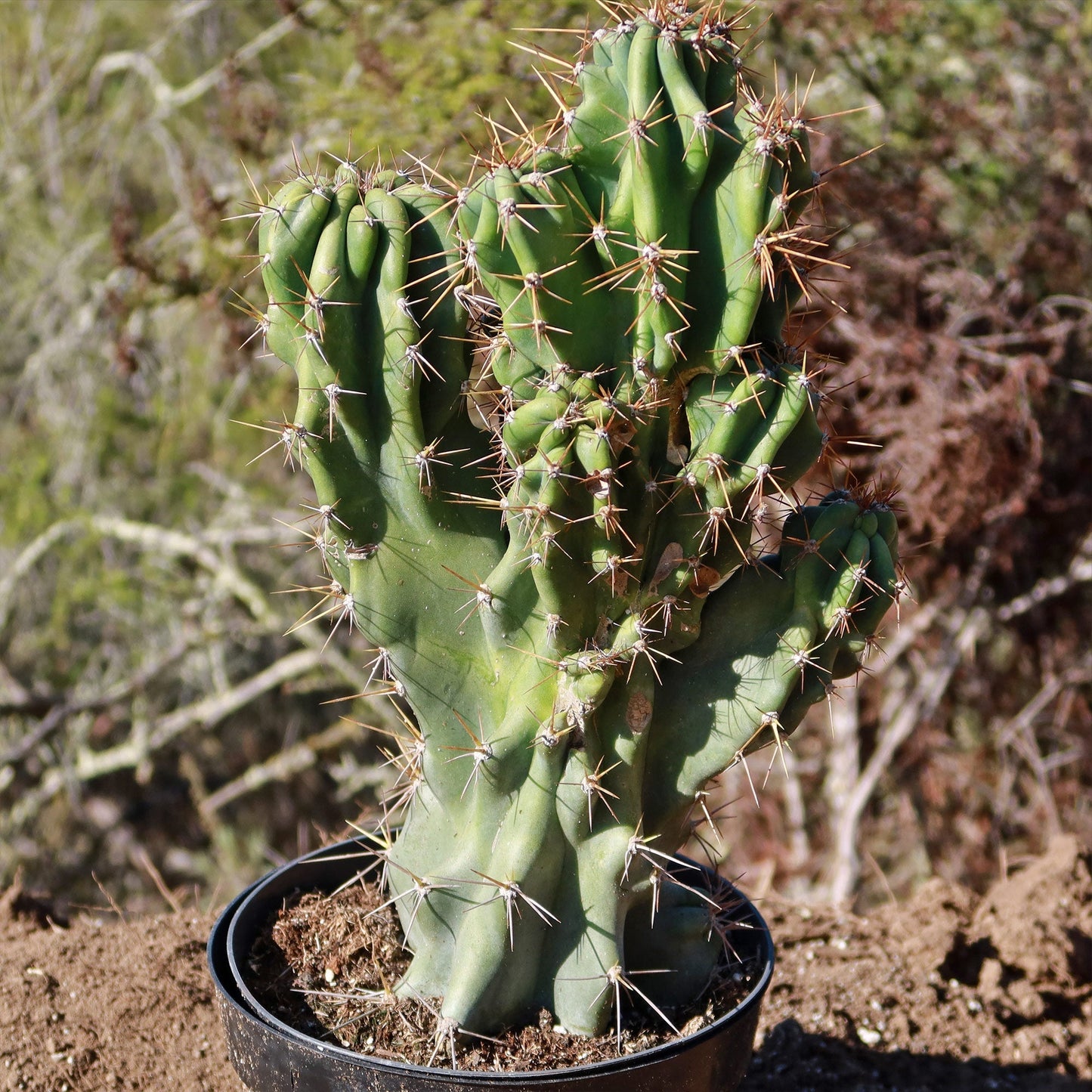 Monstrose Apple Cactus 'Cereus peruvianus monstrose'