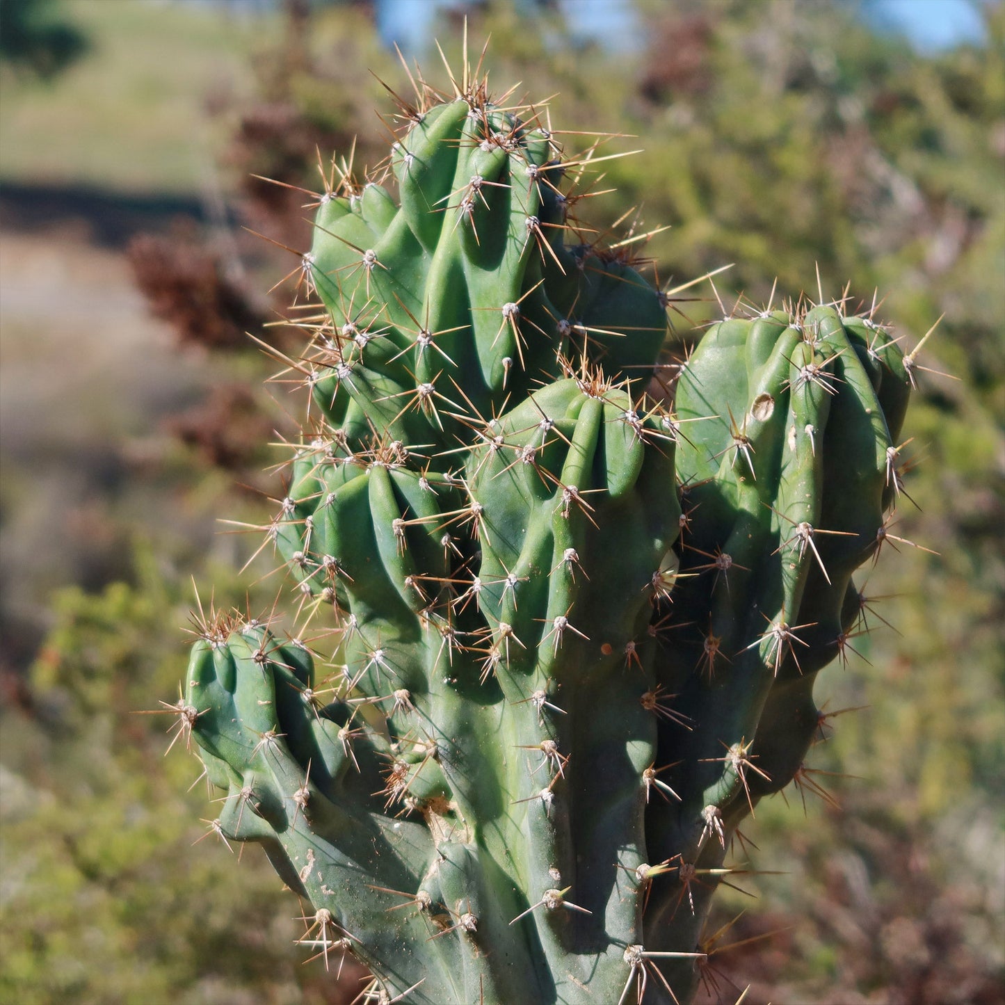 Monstrose Apple Cactus 'Cereus peruvianus monstrose'