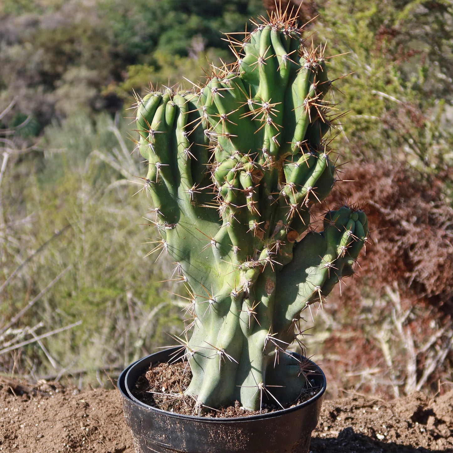 Monstrose Apple Cactus 'Cereus peruvianus monstrose'