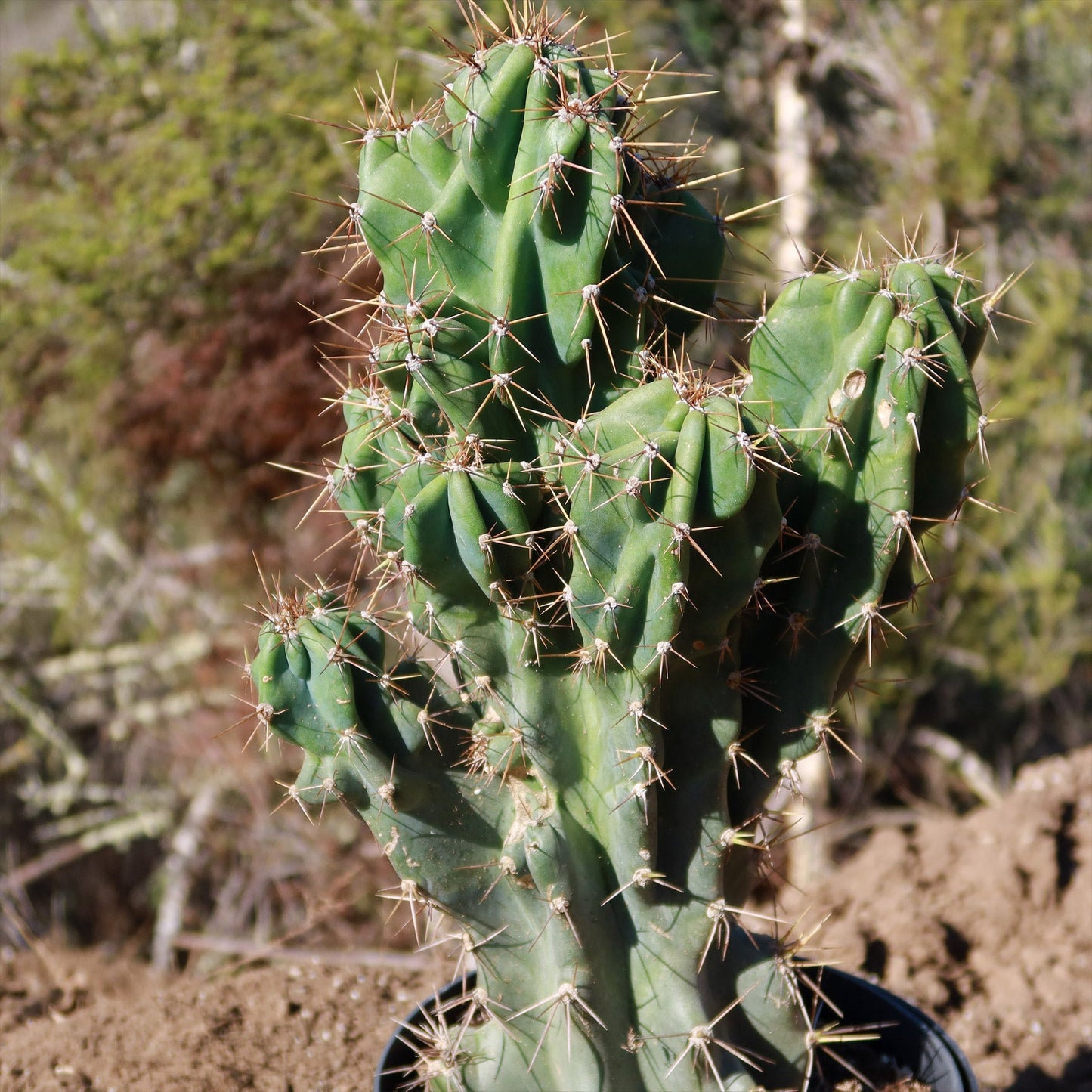 Monstrose Apple Cactus 'Cereus peruvianus monstrose'