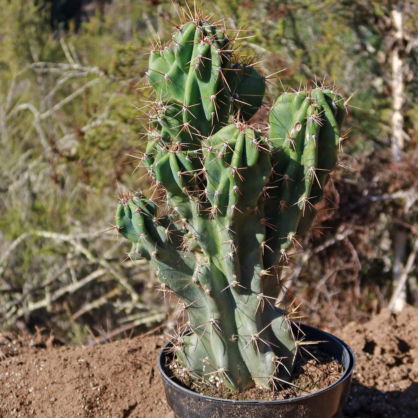 Monstrose Apple Cactus 'Cereus peruvianus monstrose'