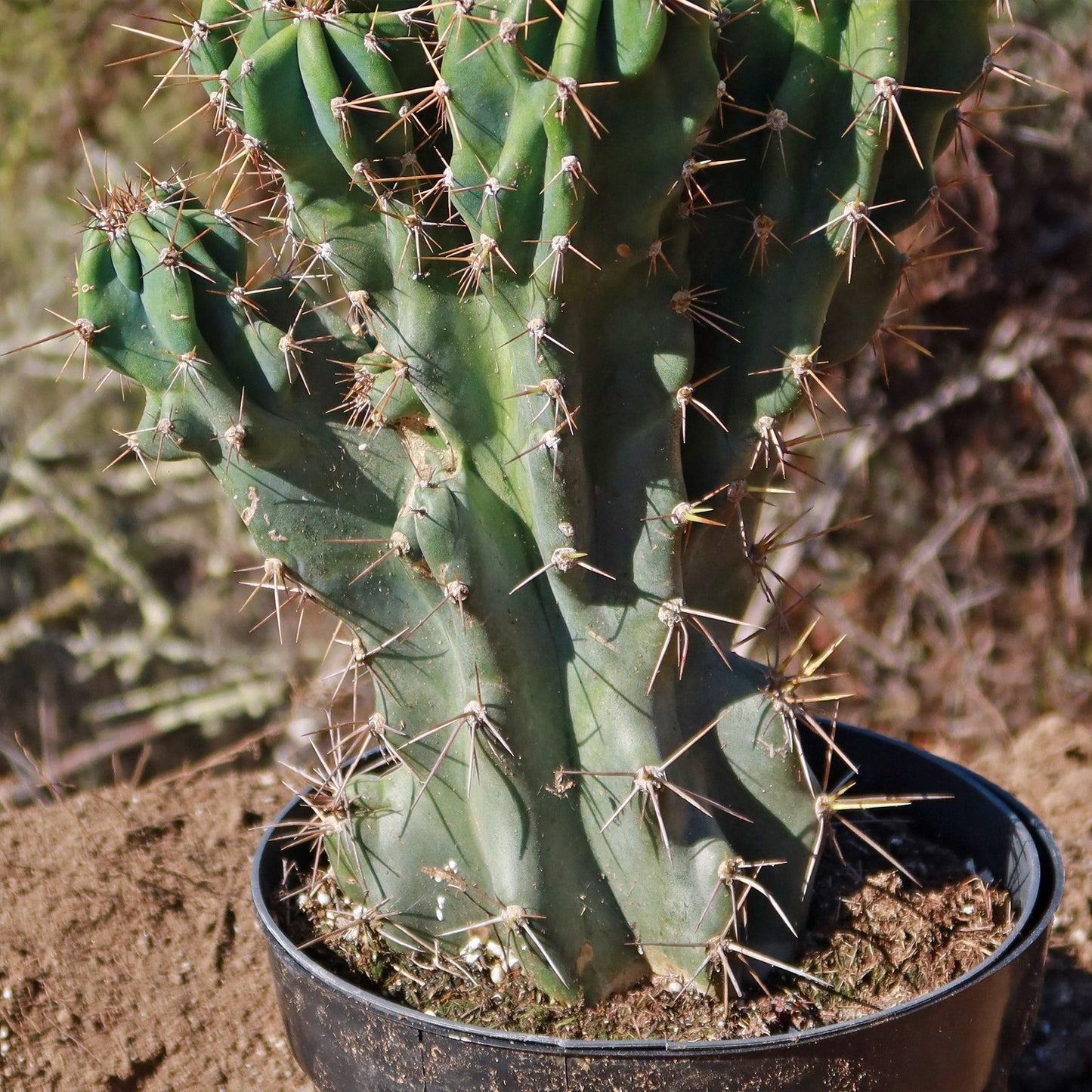 Monstrose Apple Cactus 'Cereus peruvianus monstrose'